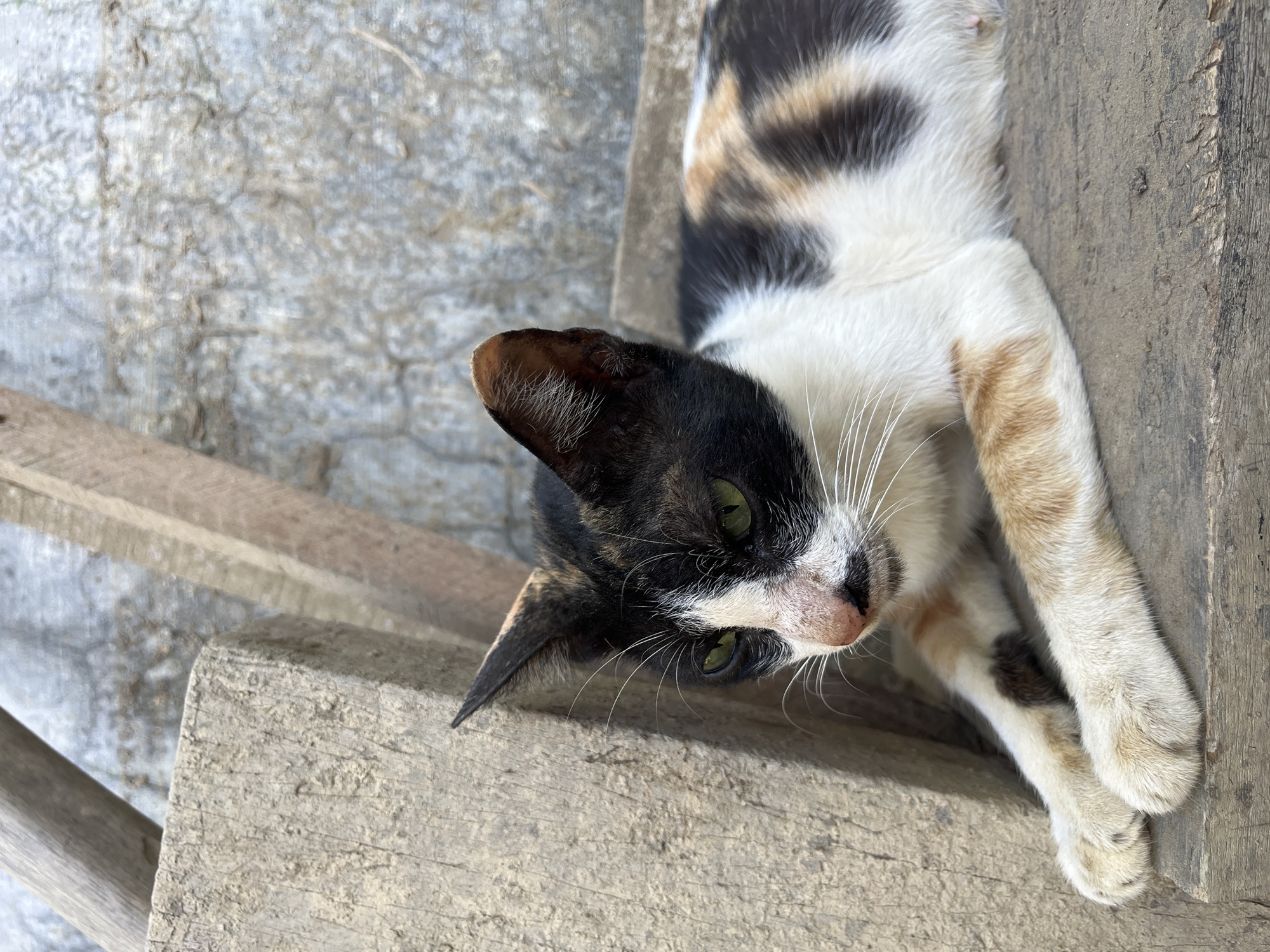 A calico cat with green eyes is lying on a wooden surface. The cat's fur is a mix of black, white, and orange patches. Its paws are resting in front of it, and its head is turned to the left, looking downwards. In the background, there is a textured, light-colored wall and some wooden structures. The scene appears to be outdoors, possibly in a rustic or rural setting. The lighting suggests it is daytime. The image was taken in Meunasah Raya, Indonesia.