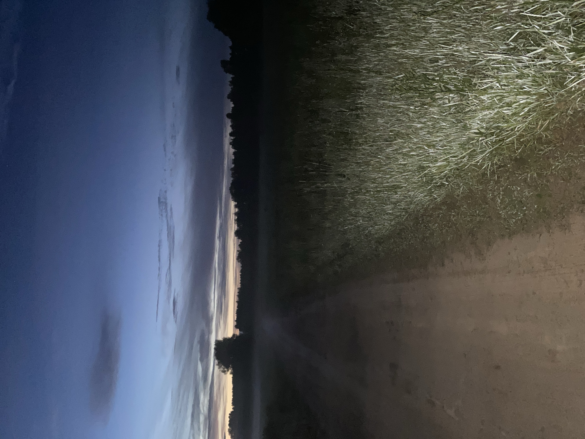 This image depicts a dirt road cutting through a field of tall grass at dusk. The sky is a deep blue, transitioning to lighter shades near the horizon, with scattered clouds. A dark line of trees forms the distant background, with a lone, silhouetted tree visible in the mid-ground. A faint mist hangs over the field. The lighting suggests the presence of a light source, possibly a flashlight or headlights, illuminating the grass on the right side of the road and the road itself. The scene is devoid of any people or explicit actions. The environment appears rural and natural. The location in Lindo-Pustyn' (Kantaurovskii S/S), Russia, indicates a specific geographic setting for this natural landscape at twilight.