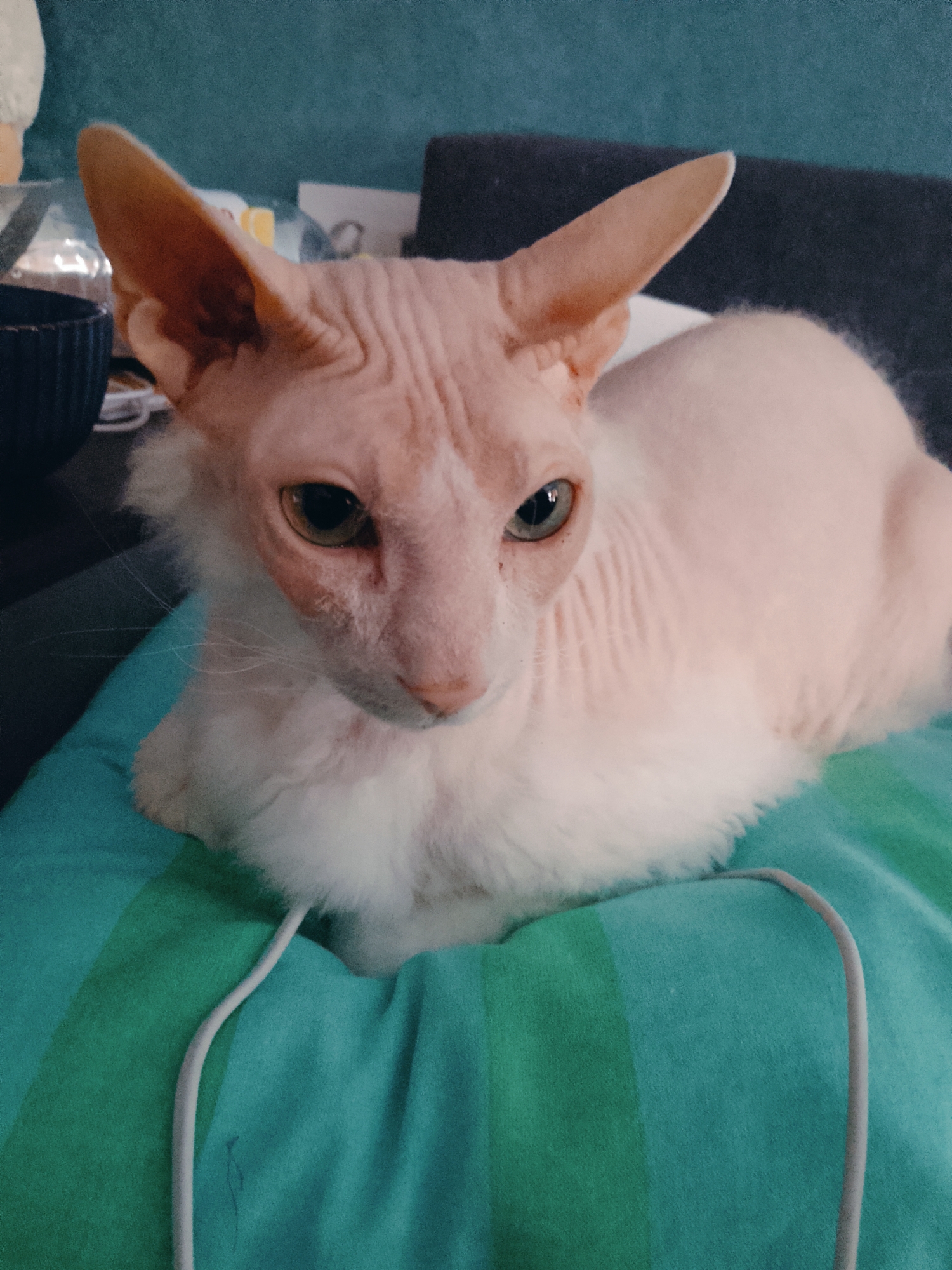 A close-up shot captures a Cornish Rex cat resting on a turquoise and green striped fabric surface, possibly a pillow. The cat is light pink with white fur around its neck and chest, featuring large, pointed ears and green eyes. Its wrinkled skin is visible on its head and neck. In the background, a blurred scene shows a dark blue bowl and other indistinct objects on a table, with a teal wall behind. The location in the city of Chaikovsky, Russia, is not discernible from the visual information provided.