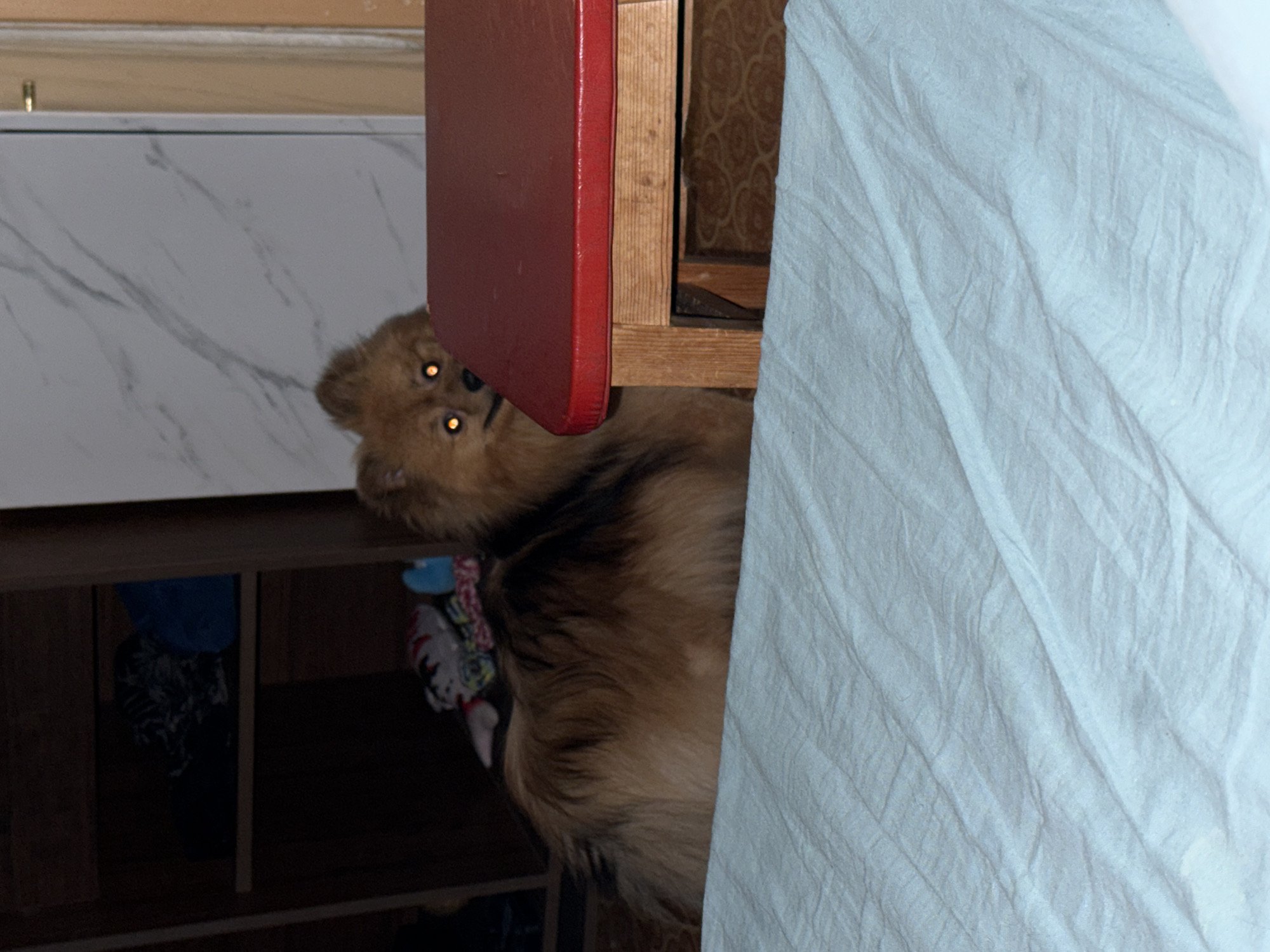 A dog with golden fur is positioned beneath a wooden shelf, with a red object partially obscuring its face. The dog's eyes are illuminated with a golden glow. The backdrop includes a white, marble-patterned surface and a crumpled blue sheet. Additional items are visible on the shelf below. The location of the image is stated as Khimki, Russia.