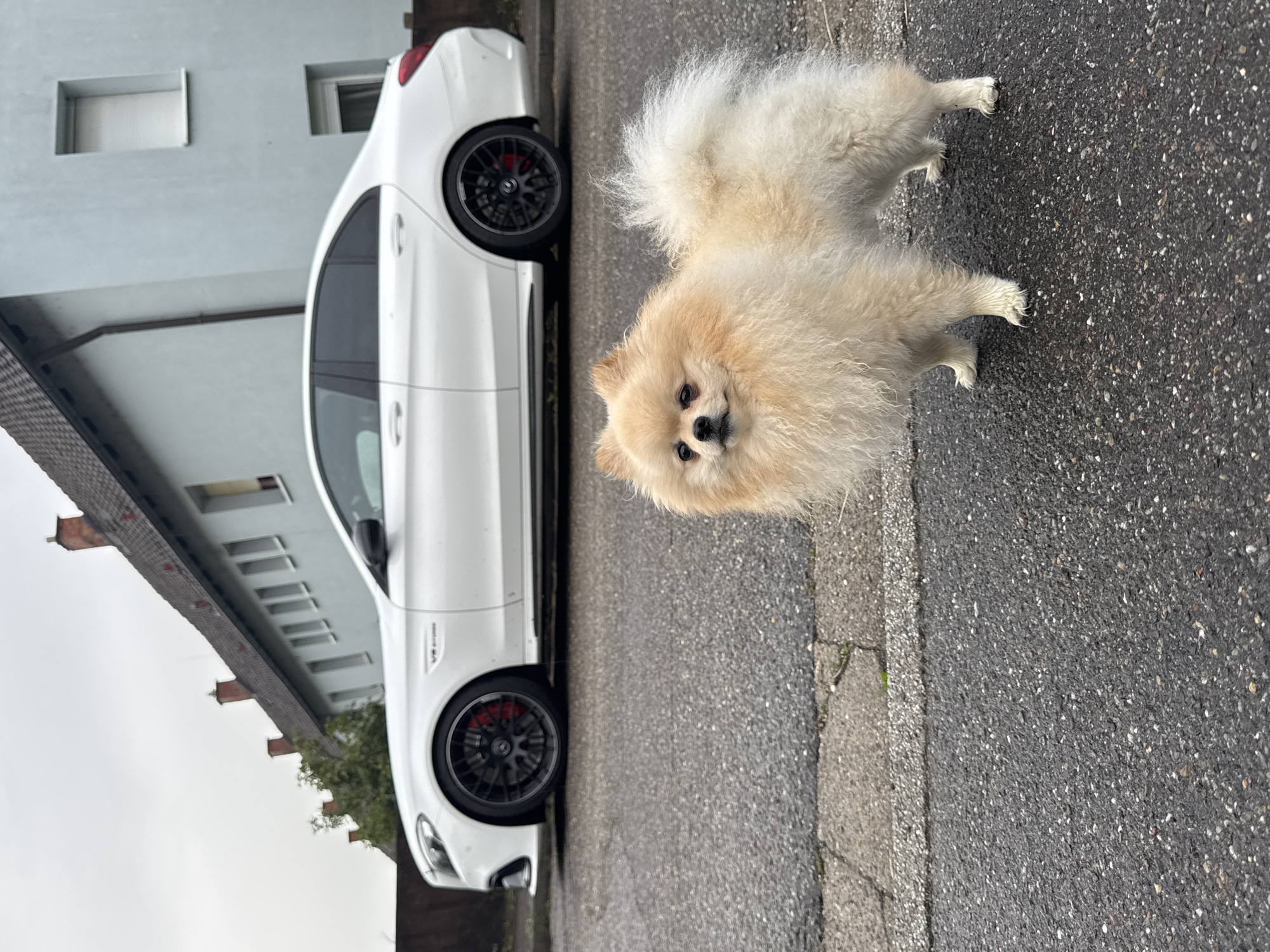A Pomeranian dog stands on an asphalt road next to a white Mercedes-AMG C 63 S car, facing the camera. The car is parked on the side of the road, and a building is visible in the background. The location is in Bietigheim-Bissingen, Germany.