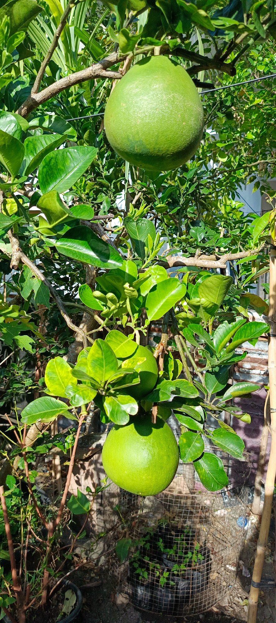 This is a vertical, eye-level, medium shot of two large, green pomelos hanging from a tree branch. The pomelos are smooth and spherical, with a textured rind. They are positioned one above the other, with the upper pomelo slightly out of focus and to the top right, while the lower pomelo is in sharp focus and centered. Lush green leaves and branches surround the fruits, creating a dense canopy. In the background, a white wall and a wire mesh enclosure are visible, suggesting an outdoor setting. The lighting indicates a sunny day, with shadows cast on the lower part of the image. The scene appears to be in a residential area, possibly a garden or backyard. The presence of the pomelo tree implies it is located in a tropical or subtropical region where such fruits are cultivated. Given the context provided, this scene could be located in Pashiebeutong, Indonesia, a place known for its diverse flora and agricultural activities. There are no people or animals visible in the image.