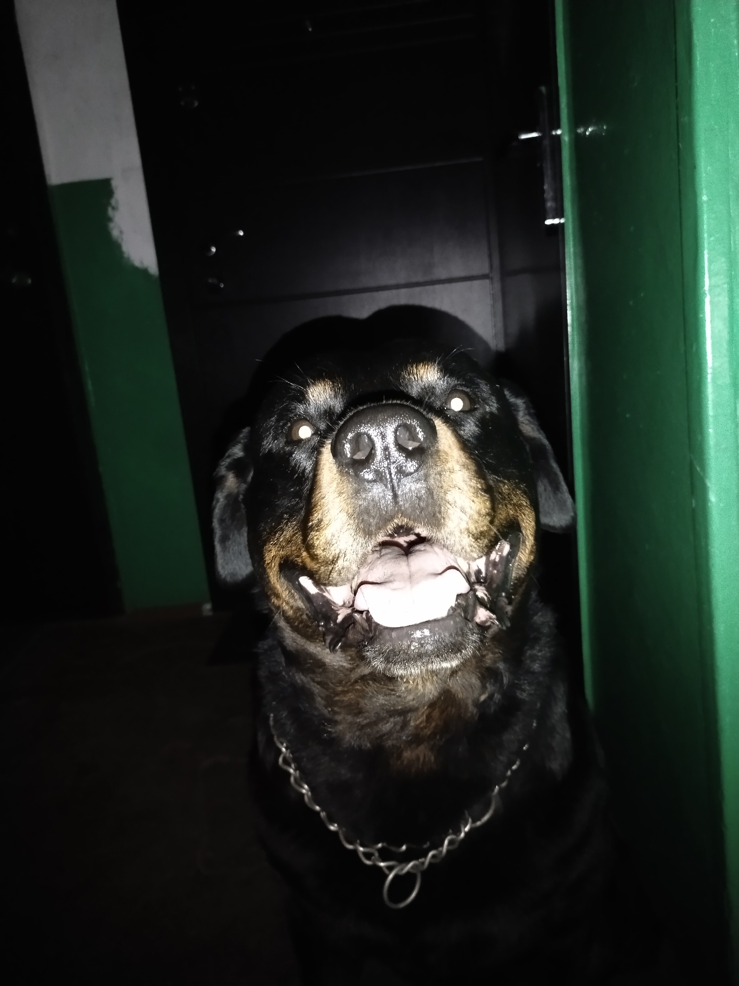 An indoor, close-up photograph taken in the city of Horishni Plavni, Ukraine, displays a Rottweiler dog. The dog, positioned centrally and looking directly at the camera, has black fur with tan markings on its muzzle, chest, and above its eyes. It is wearing a silver-toned metal chain collar. Its mouth is open, revealing its tongue and teeth, and its eyes glow with a distinct yellow-white reflection from a camera flash. The background is dimly lit. To the immediate left of the dog, a vertical structure, likely a wall or door frame, shows a partial white paint layer over a green base. To the right, a solid dark green vertical structure, consistent with a door frame, is visible. The area behind the dog appears dark and undefined, possibly a closed door or a shadowed recess.