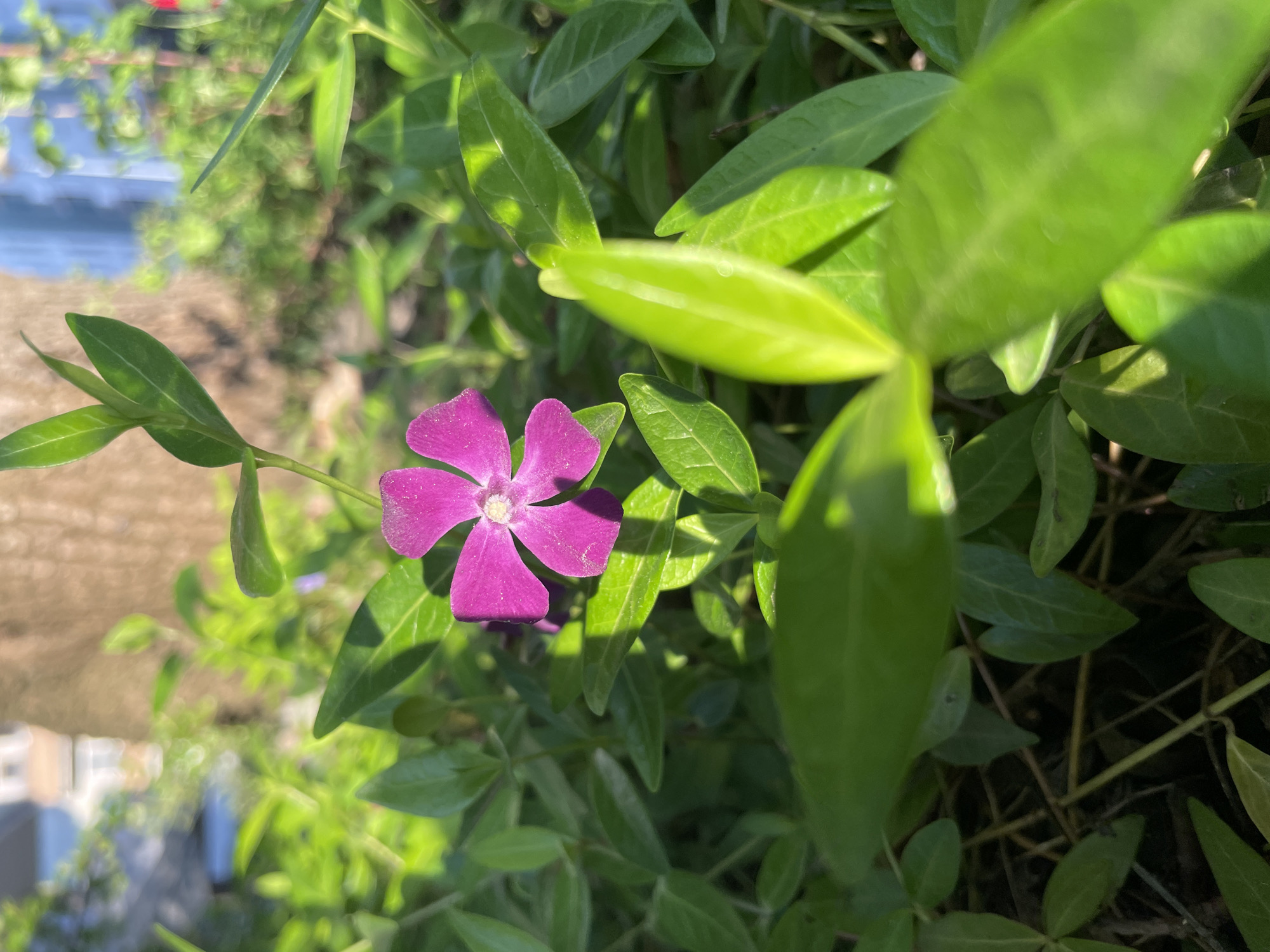 A high-angle, medium shot shows a purple periwinkle flower surrounded by green leaves. The flower has five petals and a white center. The leaves are glossy and oval-shaped. The background is blurred, but appears to be a building and some greenery. The location is unknown.
