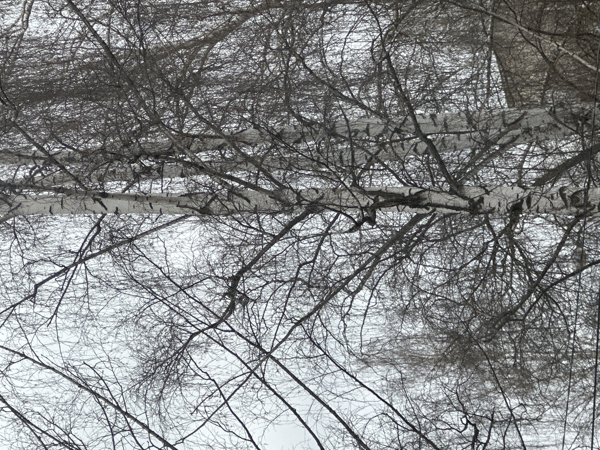 The image displays a dense network of bare tree branches against a bright, overcast sky, viewed from an upward perspective. The predominant trees appear to be birches, identified by their distinctive white bark with dark horizontal markings, visible on several prominent trunks and thicker branches that traverse the frame horizontally and diagonally.
The scene is dominated by a complex web of dark, intricate twigs and larger branches, creating a textured, almost abstract pattern across the sky. The absence of leaves strongly indicates a late autumn or winter season. Some of the larger branches and trunks show subtle hints of a light dusting of snow or frost, reinforcing the impression of cold weather.
The lighting is diffuse and even, suggesting an overcast daytime sky. No people, animals, or man-made objects are visible within the frame. There is no discernible text. The setting is a natural woodland or forest, characteristic of a cold climate, consistent with the location of Chaikovsky, Russia, during the colder months. The image captures the stark, skeletal beauty and intricate structure of a deciduous forest canopy in winter.