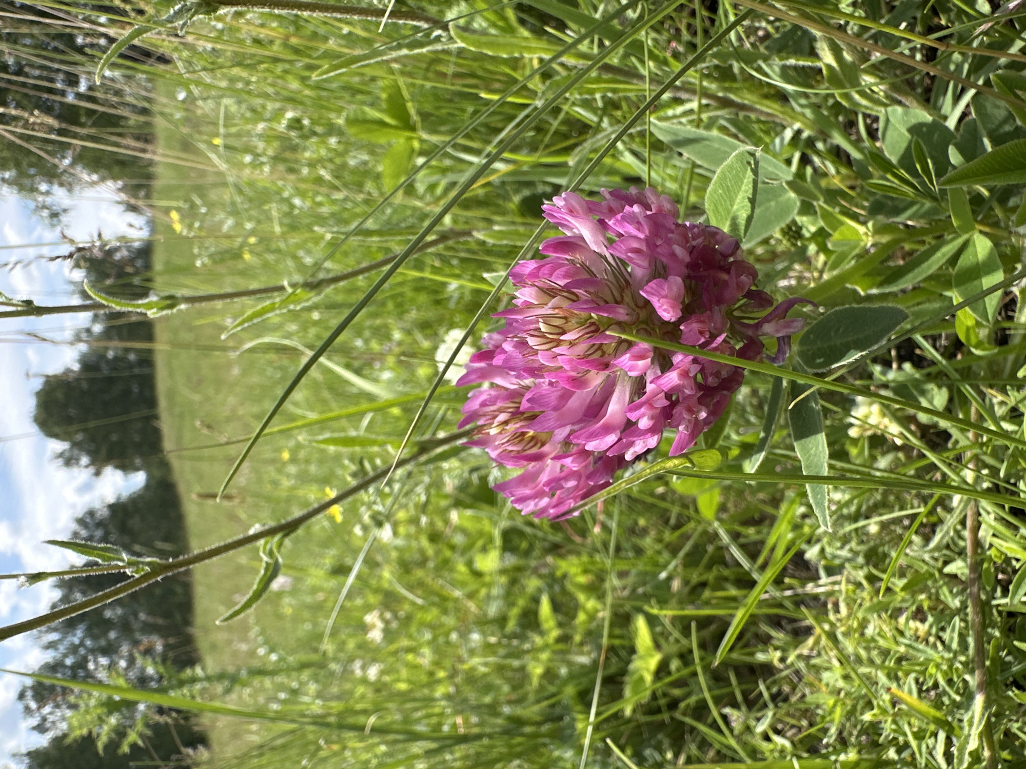 A close-up, low-angle shot features a pink clover flower in the foreground, surrounded by tall green grass and other wildflowers. The clover bloom is in sharp focus, its delicate petals a vibrant shade of pink, tinged with white at the tips. Behind the flower, the background is a blur of green foliage, with hints of yellow wildflowers. In the distance, a gently sloping hill rises, dotted with trees under a bright, partly cloudy sky. The overall impression is one of a natural, sun-drenched meadow.