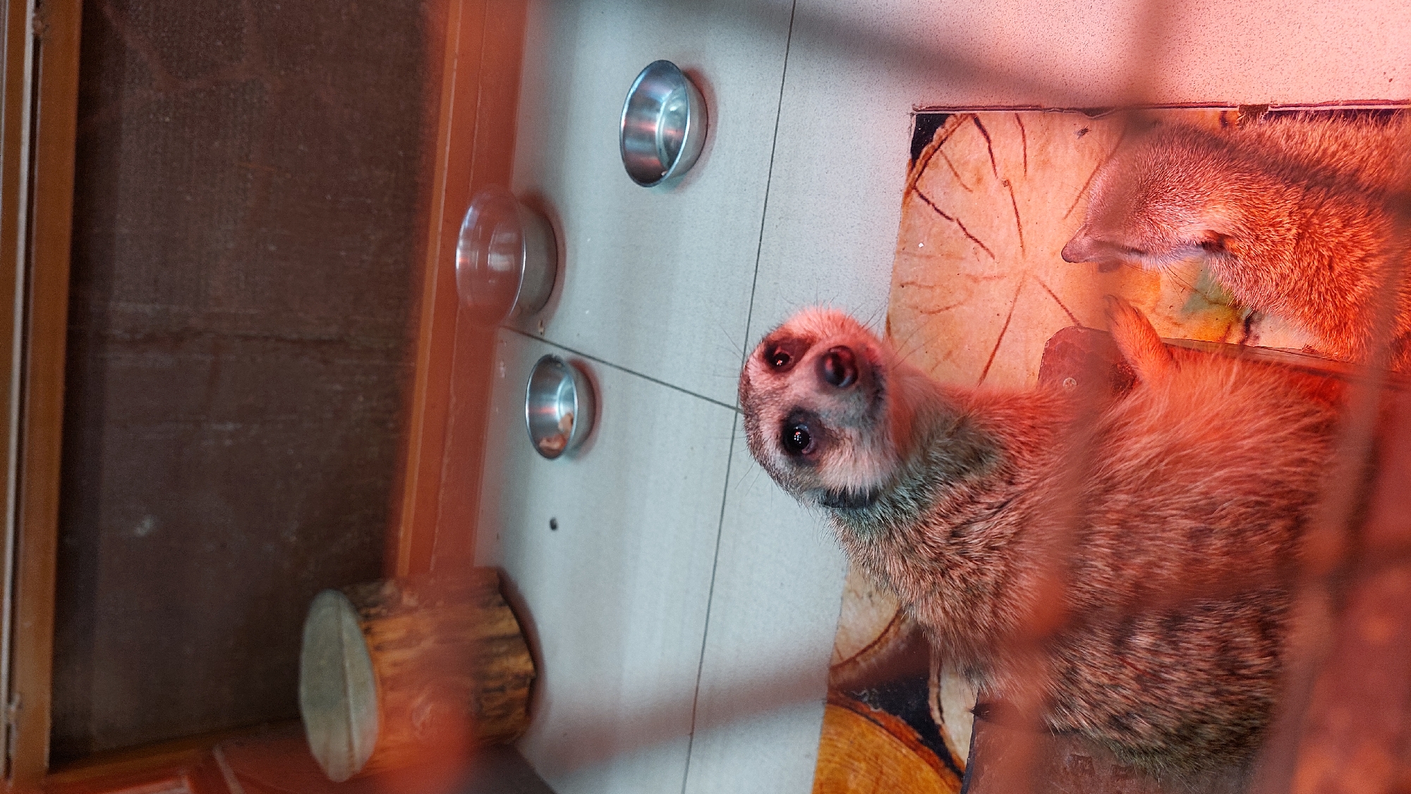 The image shows two meerkats in an enclosure. The enclosure has a tiled floor and a wooden background with a glass or plastic barrier in the foreground. There are three small metal bowls on the floor, one of which contains some food. To the left, there is a cut log. The meerkats are illuminated by red light, suggesting a heat lamp is present. One meerkat is in the foreground, looking upwards with its head tilted. The other meerkat is partially visible behind it, facing away from the camera. The location of the enclosure in Yelizovo, Russia, is not discernible from the image itself; this information is external to the visual content.
