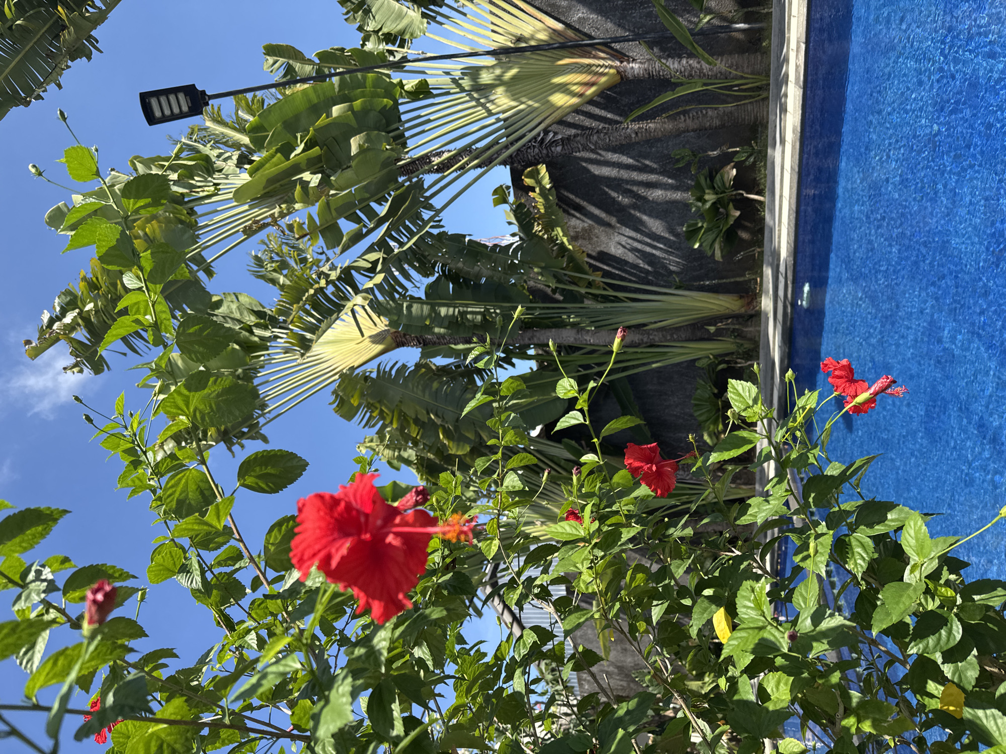 A bright, sunny day is captured in this image, likely in a tropical location such as Denpasar, Indonesia. In the foreground, vibrant red hibiscus flowers and lush green leaves dominate the left side of the frame, drawing the viewer's eye. Beyond the foliage, a sparkling blue swimming pool occupies the lower portion of the image, its surface reflecting the clear blue sky. In the background, tall, fan-like palm trees stand against a dark, textured wall, suggesting a private courtyard or garden setting. A modern, black solar-powered street lamp is visible among the trees on the right side of the frame. The scene is peaceful and serene, with no people present, offering a glimpse into a tranquil outdoor oasis.