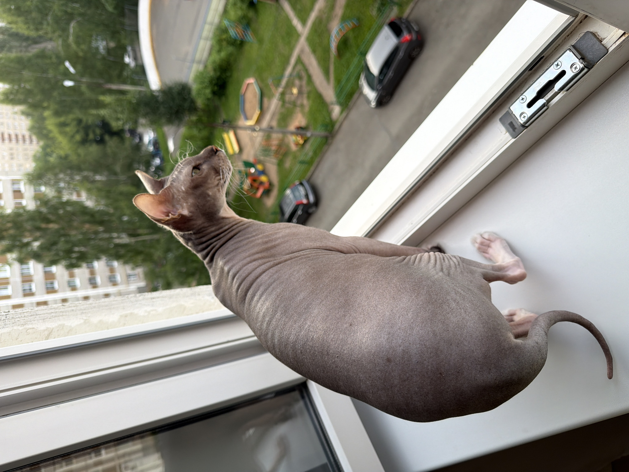 A hairless cat, possibly a Sphynx breed, sits on a white windowsill looking out an open window. The cat is light brown with visible wrinkles on its back and tail. Its paws are visible, with pink toes. Outside the window, a residential area is visible with a playground, trees, and apartment buildings. Two dark-colored cars are parked on a road in front of the buildings, and a third car is driving on the road. The weather appears overcast. The image is taken from a high vantage point, suggesting the cat is on an upper floor of a building. The scene appears to be in Izhevsk, Russia, a city known for its industrial history and green spaces.