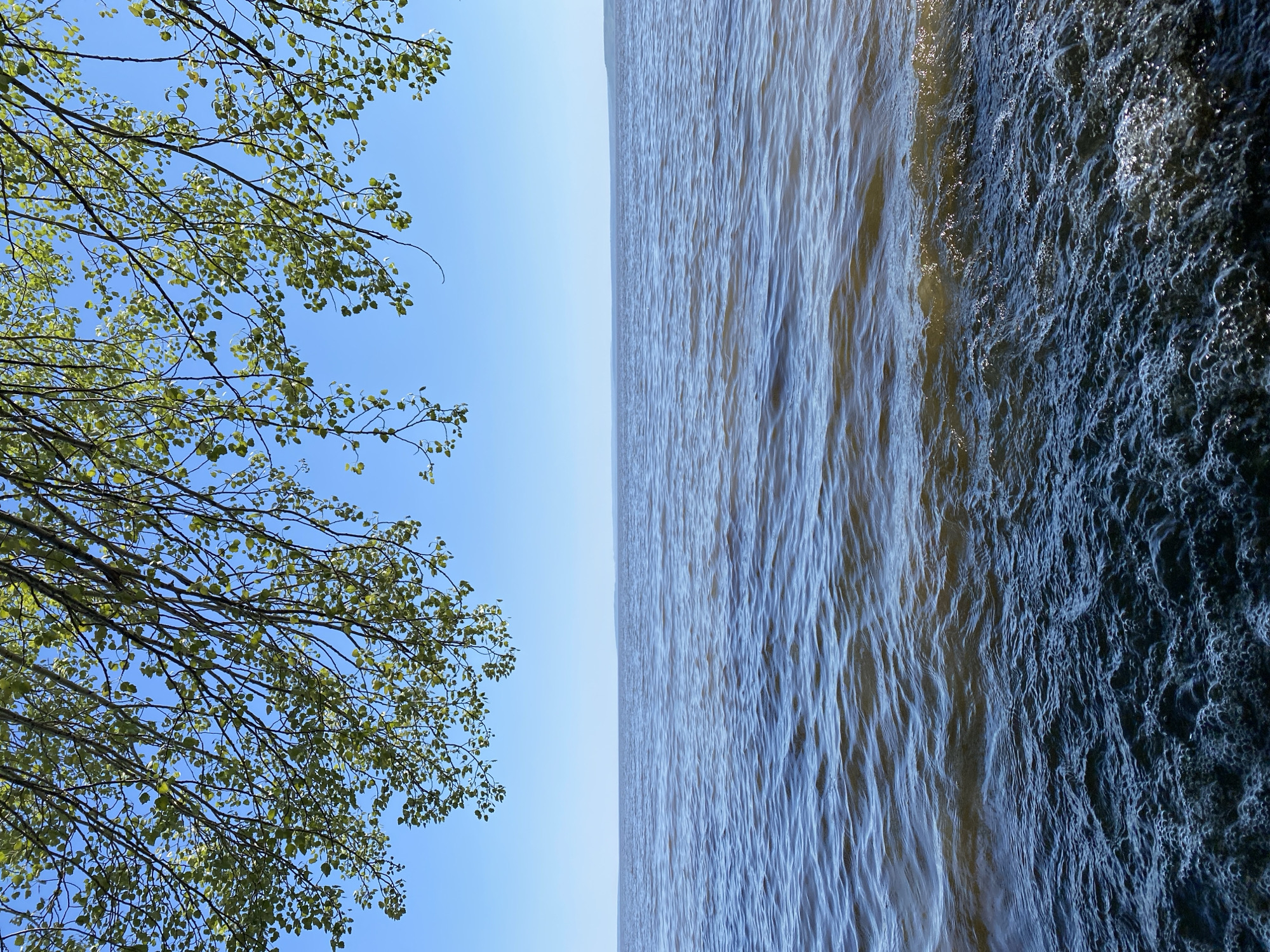 The image depicts a view of the Volga River in Ulyanovsk, Russia, as suggested by its location. On the left side of the frame, tree branches with small green leaves extend into the sky. The sky is bright blue and clear. On the right side, the water of the Volga River is visible. The river's surface is textured with waves and foam along the shoreline. The image is oriented in a portrait format.