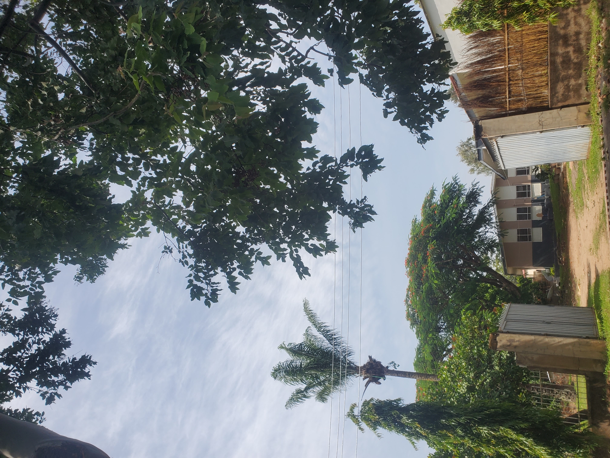 This image depicts a bright, outdoor scene, possibly in Jos, Nigeria, with lush greenery dominating the foreground and midground. A large tree with dark green leaves shades a significant portion of the upper right of the frame, with its branches extending across the sky. To the left, a tall palm tree stands out against a pale blue sky filled with wispy white clouds. A slender, dark green tree is positioned to the left of the palm.
In the midground, a building with a light-colored facade and darker trim is visible behind a gate. The gate itself appears to be made of ribbed metal and is flanked by concrete pillars. Adjacent to this gate, to the right, is another gate or fence constructed of woven natural materials, likely reeds or straw, supported by a concrete base. The ground in front of these structures is a dirt path, with some grass and foliage growing around the edges.
The overall impression is one of a well-maintained, possibly residential or institutional compound, with a natural, tropical feel. The lighting suggests it is daytime, with the sun likely high in the sky. There are no people or animals visible in the image. The scene is static, presenting a snapshot of the environment.