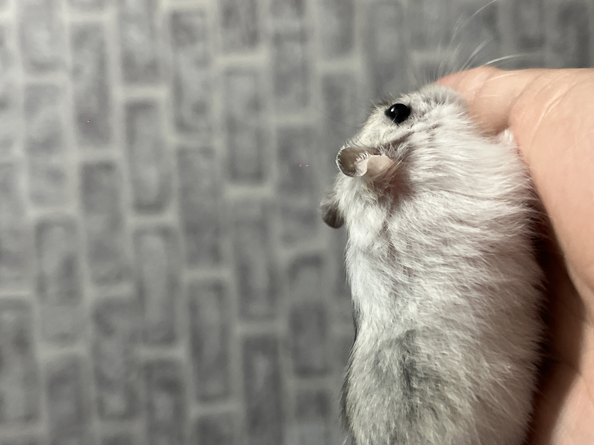 A light gray and white hamster is held in a person's hand. The hamster is facing to the right, and its body extends out of the frame to the left. The background is a gray brick wall. The image was taken indoors in Novopokrovskaya, Russia.