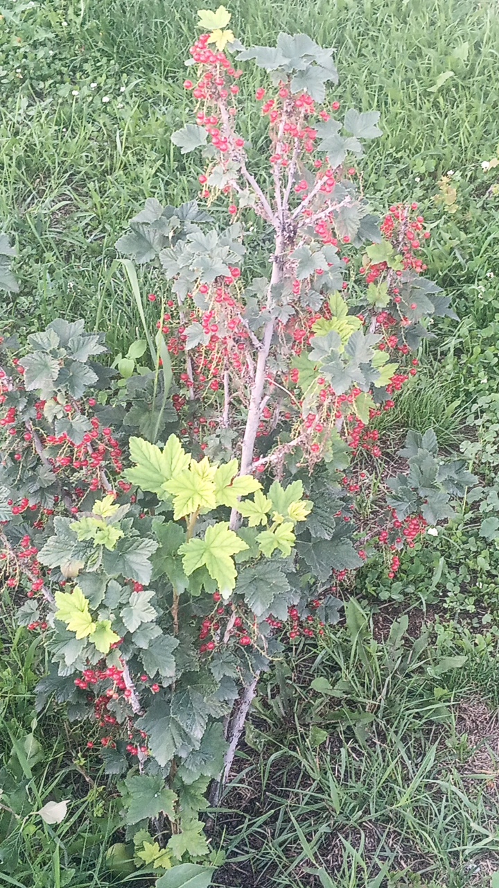 The image shows a close-up view of a red currant bush laden with ripe red berries. The bush is set against a backdrop of green grass and other low-lying vegetation. The berries are clustered on long stems, and the leaves of the bush are a deep green color. The lighting suggests it is daytime, possibly late afternoon, given the soft shadows. The scene is outdoors and appears to be in a garden or a natural setting. There are no people or animals visible in the image. The location is Choktal, Kyrgyzstan.