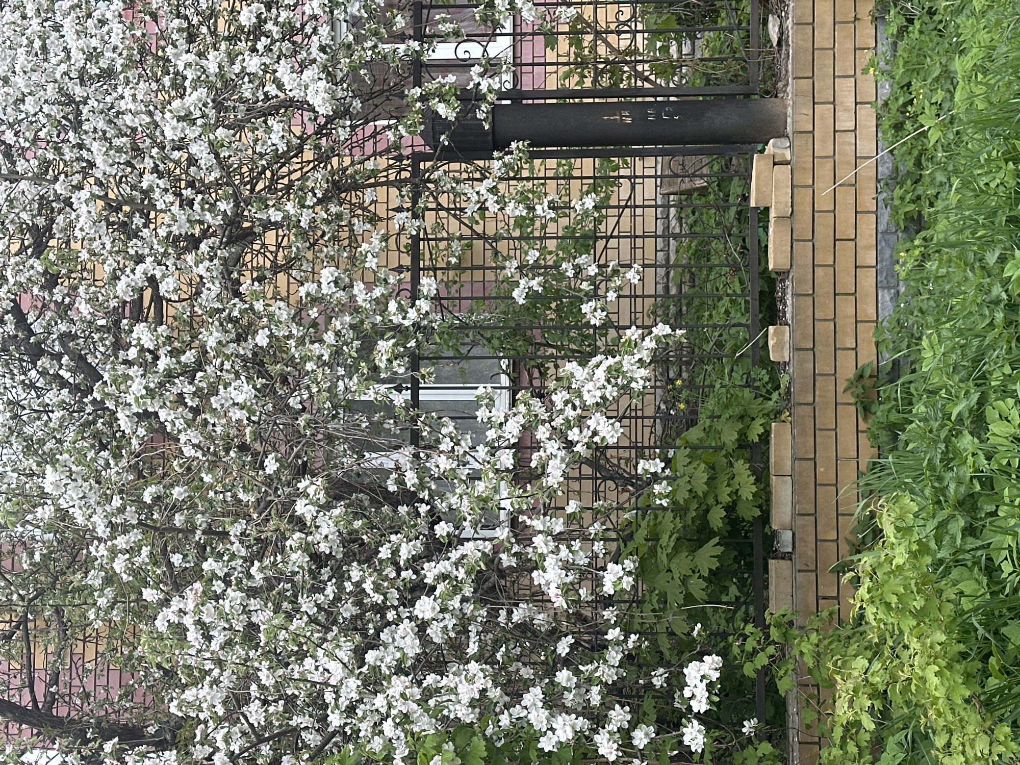 A vibrant, blooming tree with white flowers dominates the left side of the image. Behind it, a building with a mixed-color facade of pink and yellow is visible through the branches and a dark, wrought-iron fence. The fence runs parallel to a brick wall on the right side, partially obscured by foliage. Lush green vegetation fills the lower right corner, adding depth to the scene. A window can be seen through the fence and tree, revealing a glimpse of the building's interior. The scene appears to be a residential area in Nizhny Novgorod, Russia, showcasing the city's urban landscape intertwined with nature.