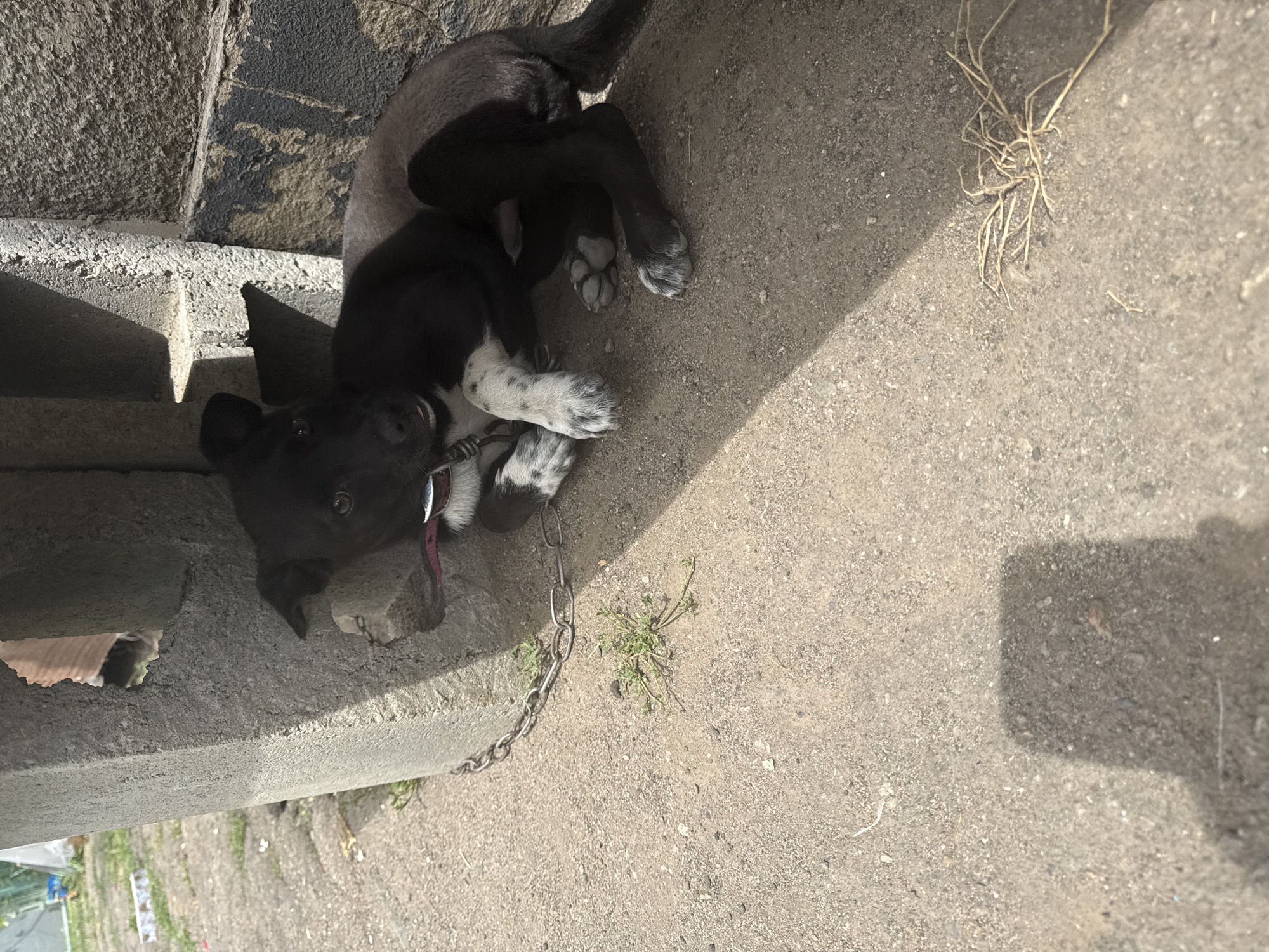 A black and white dog with pink collar is lying on the ground under a concrete structure. The dog is chained to the structure with a metal chain. The ground is covered with dirt and small stones, with some patches of dry grass. The background shows a dilapidated wall and a grassy area with some debris. The scene appears to be in an outdoor urban environment, possibly in Bereznehuvate, Ukraine, given the context provided. The lighting suggests it is daytime.
