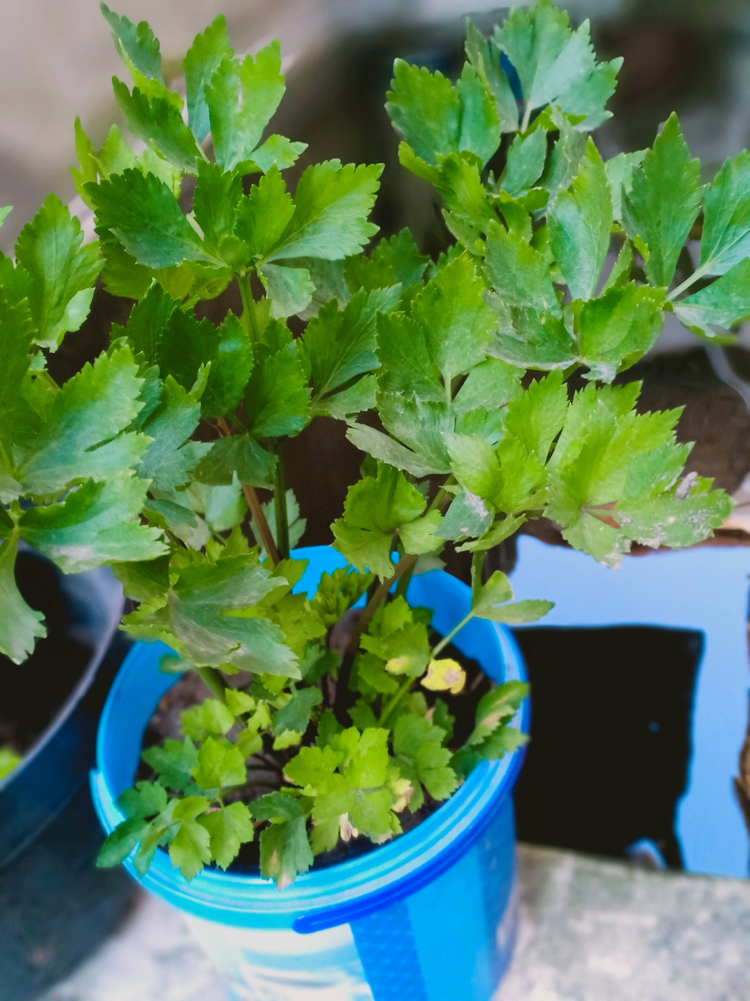 A close-up, slightly overhead shot captures a young celery plant growing in a blue plastic bucket. The plant's vibrant green leaves are deeply serrated and clustered around several thin, pale green stalks. The bucket is filled with dark soil, and a portion of another dark pot is visible to the left. The background is blurred, showing hints of an outdoor environment with a reflective surface, possibly water, and a textured ground. The overall impression is of a healthy plant in an urban garden setting. Based on the provided information, this scene is located in the city of Jarit, Indonesia.