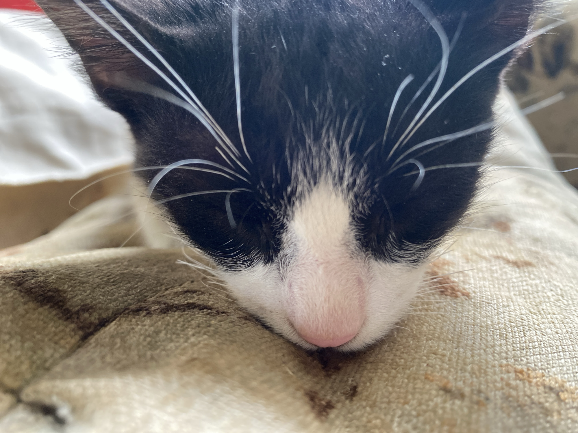 A close-up photograph shows a black and white kitten resting its head on a textured surface. The kitten has a pink nose and long white whiskers. The background is out of focus, but appears to be a fabric surface. The image was taken in Tinaquillo, Venezuela.