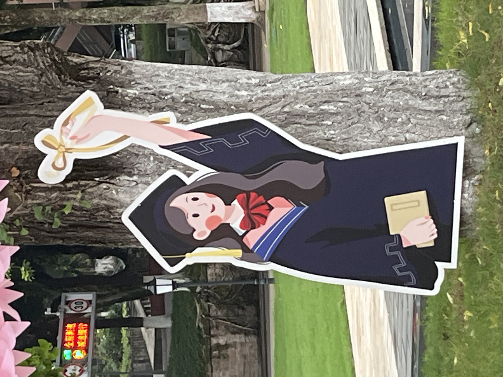 This outdoor photograph depicts a celebratory display in the Yuzhong District of China. In the central foreground, a large, flat, cartoon-style cardboard cutout of a graduating young woman is positioned upright on a patch of green grass. The figure wears a black academic gown with blue and white striped collar trim, a red bow tie, and a black mortarboard with a yellow tassel. Her face displays a smiling expression with rosy cheeks. Her left arm (viewer's right) is raised, holding a stylized yellow ribbon tied in a bow, while her right hand (viewer's left) holds a light-colored rectangular book. The cutout is bordered in white.
Behind the cutout, a large tree with deeply textured, light-colored bark stands prominently. To the left of the cutout, a black street lamp with a white lantern top is visible. Further left and slightly elevated, a horizontal digital LED street sign displays red Chinese characters reading "安全出行" (Safe Travel) and "减速慢行" (Slow down and proceed carefully). Adjacent to the LED display is a circular white sign indicating a "30" speed limit. Below the sign and behind the lamp, a dark paved surface or road is visible, bordered by a low, weathered stone wall partially covered in green vegetation.
The upper left portion of the image reveals several pink, angular, paper-like decorative elements hanging, suggesting a festive atmosphere. The background beyond the paved area features additional trees and indistinct architectural elements. The grass in the foreground contains scattered yellow leaves.