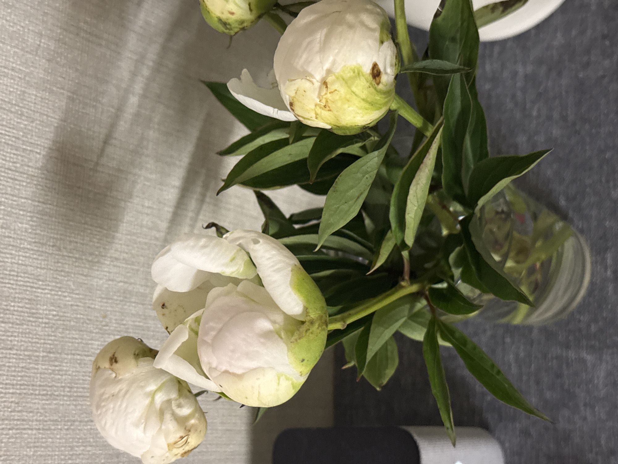A bouquet of white peonies in various stages of bloom sits in a clear glass vase on a dark gray, textured surface. The background is a textured, off-white wall. To the left of the vase is a dark object, possibly a speaker, with a white cylindrical attachment. The peonies have white petals tinged with pale pink and green at the base. Some buds are still tightly closed, while others are beginning to unfurl. The leaves are a deep green. Shadows from the flowers and foliage are cast on the wall behind them. The scene appears to be indoors, likely in a domestic setting.
