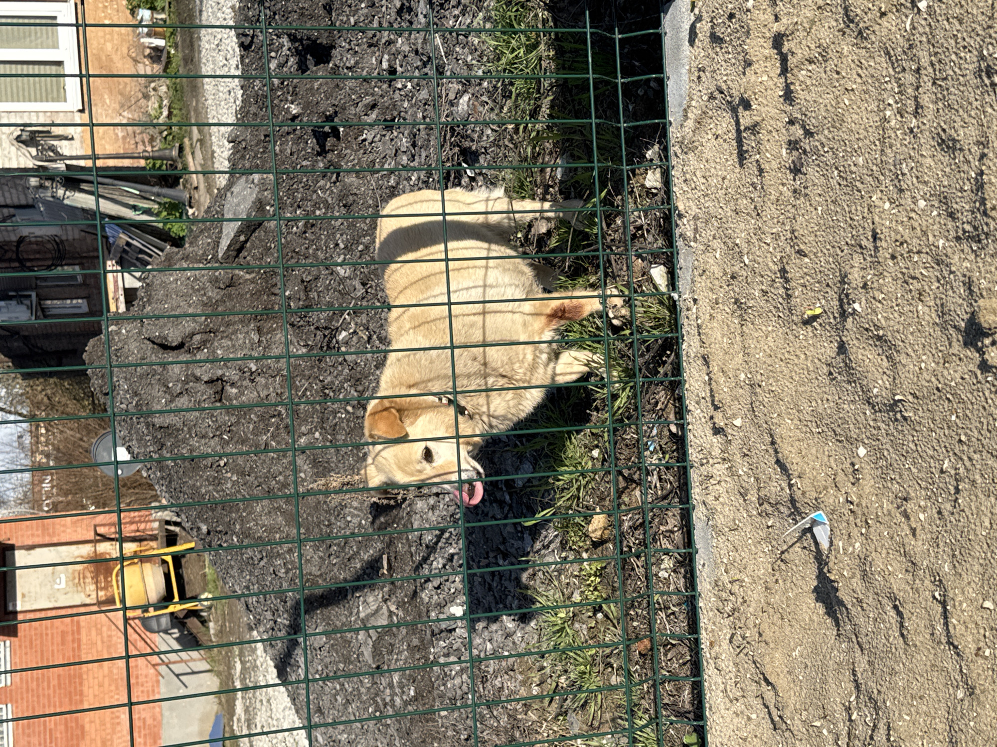 A medium-sized, light-tan dog lies within a fenced enclosure. The fencing is green, metal wire. The ground within the enclosure consists of dirt, gravel, and some sparse grass. Outside the enclosure is a dirt and gravel area, and beyond that a building. A yellow cement mixer is also visible behind the fence. The scene is brightly lit, likely outdoors. The location is Rostov-on-Don, Russia.