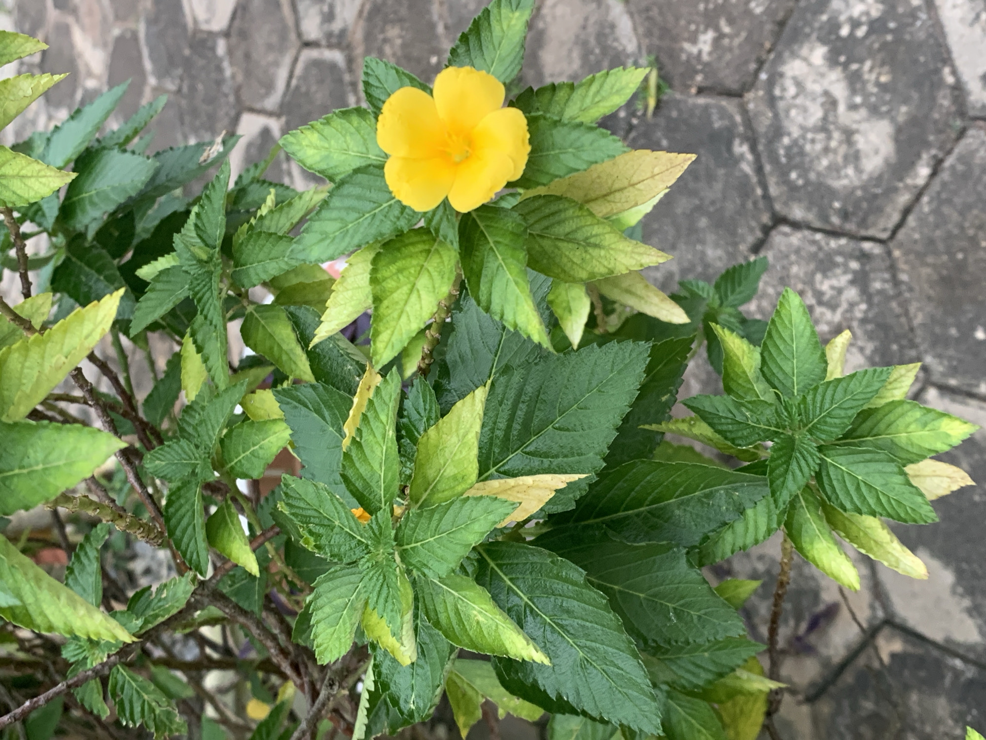 In Aketu-Oja, Nigeria, a close-up, eye-level shot captures a vibrant yellow flower with five petals in full bloom. The flower is situated amidst lush, green foliage, with some leaves exhibiting a yellowish tint, possibly indicating age or stress. The plant is growing in a natural outdoor setting, with a paved ground composed of hexagonal grey stones visible in the background. The lighting suggests an overcast day. There are no people or animals present in the frame.