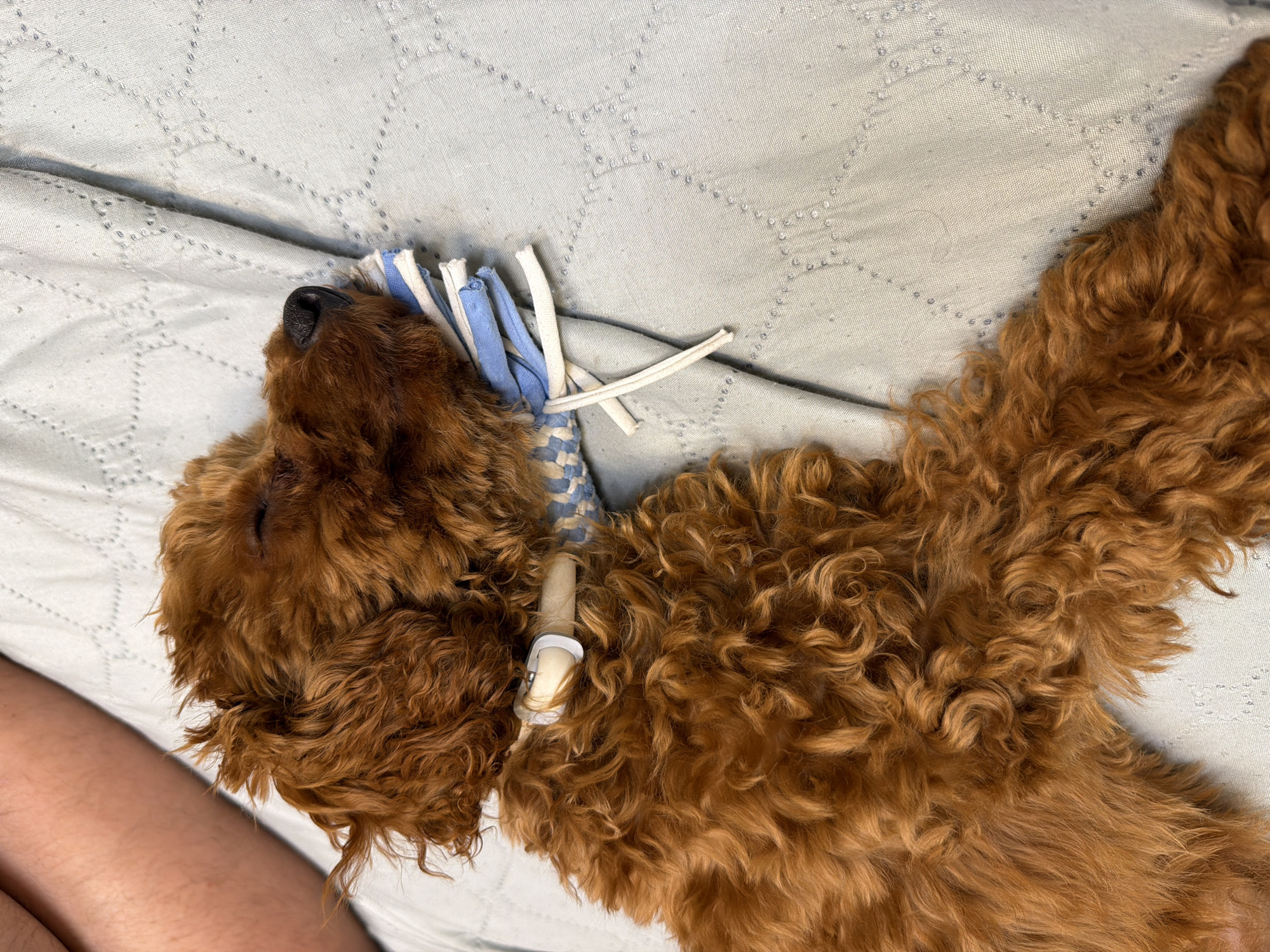 The image shows a close-up, high-angle shot of a sleeping, auburn-haired dog with curly fur, lying on a light blue quilted surface. The dog is wearing a white and blue patterned collar or bandana. A person's arm is visible in the upper left corner of the frame, resting beside the dog. The scene appears to be indoors, with soft lighting. There are no identifiable landmarks or details that would place this scene in Sofia, Bulgaria.