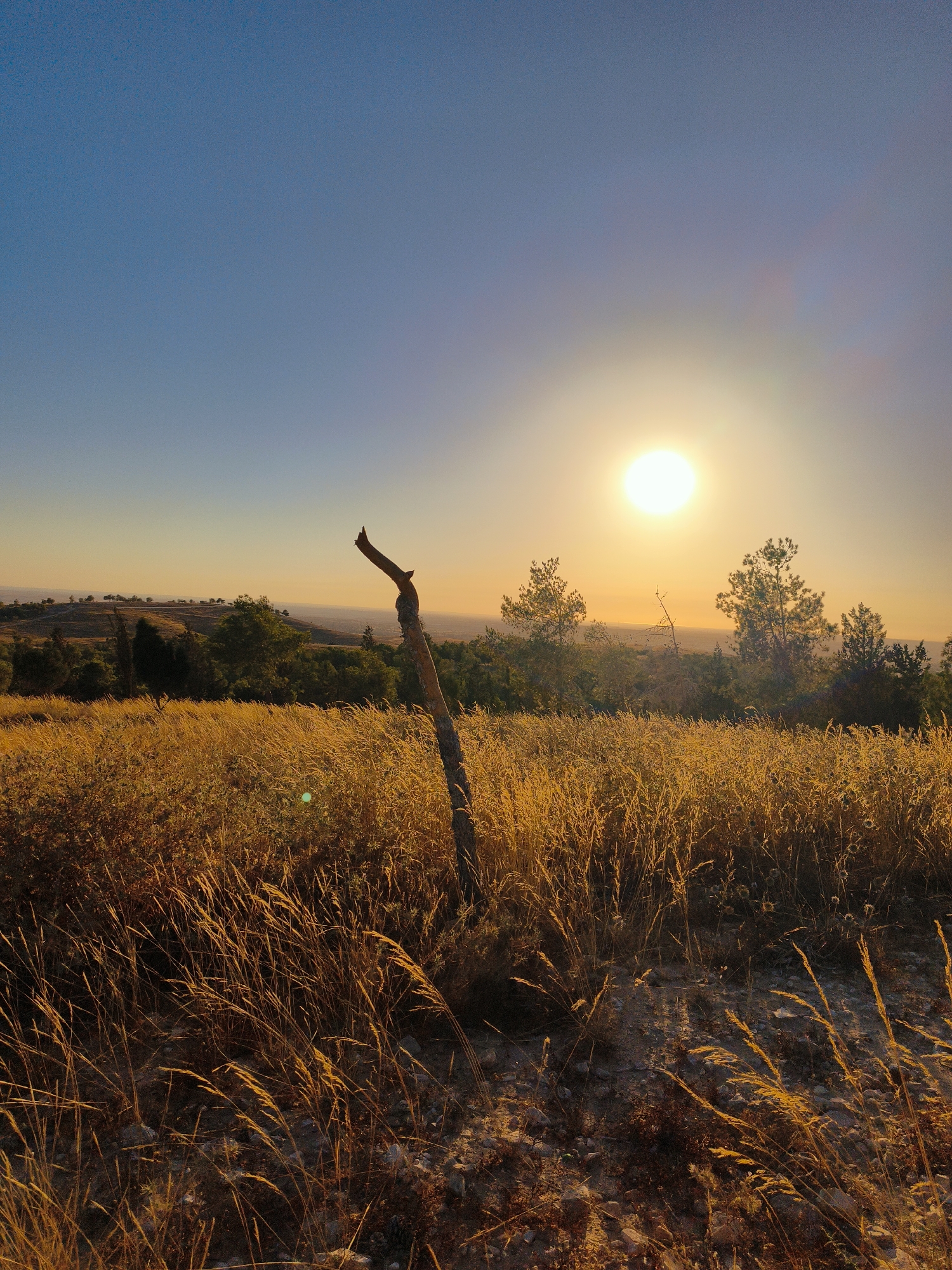 The image depicts a landscape at sunset in the city of Be'er-Sheva, Israel. The foreground is dominated by dry, golden grass, with a single, broken wooden post standing vertically in the center. In the middle ground, a line of trees and shrubs separates the grassy field from a gently sloping hill in the background. The sky is a clear blue, transitioning to a warm orange hue near the horizon where the sun is setting. The sun itself is a bright, luminous orb, casting a warm glow over the entire scene. The overall impression is one of a tranquil, natural setting bathed in the golden light of dusk.