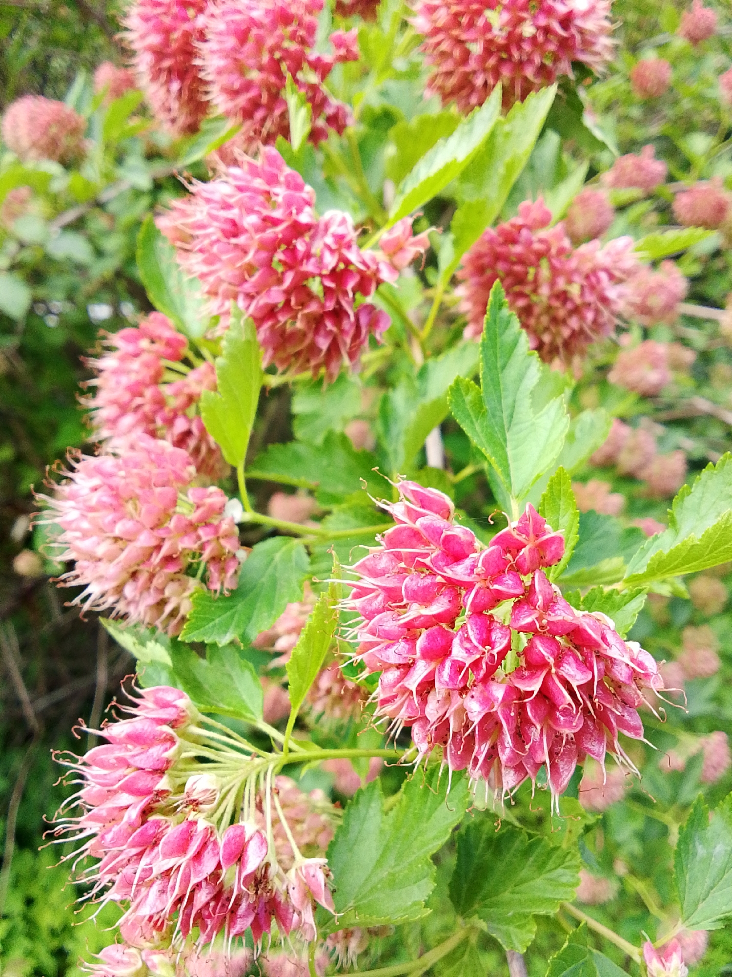 This is a close-up, vertically oriented, natural light photograph of a cluster of pink, bell-shaped flowers with thin, white stamens. The flowers are densely packed together, forming rounded clusters. The background is softly blurred, showing more of the same flowers and green foliage, suggesting a garden or natural setting. The image appears to have been taken in an outdoor environment, possibly during daylight hours. There is no indication of human presence or activity within the frame. The location of 1-Go Maya, Russia is not discernible from the visual information provided in the image.