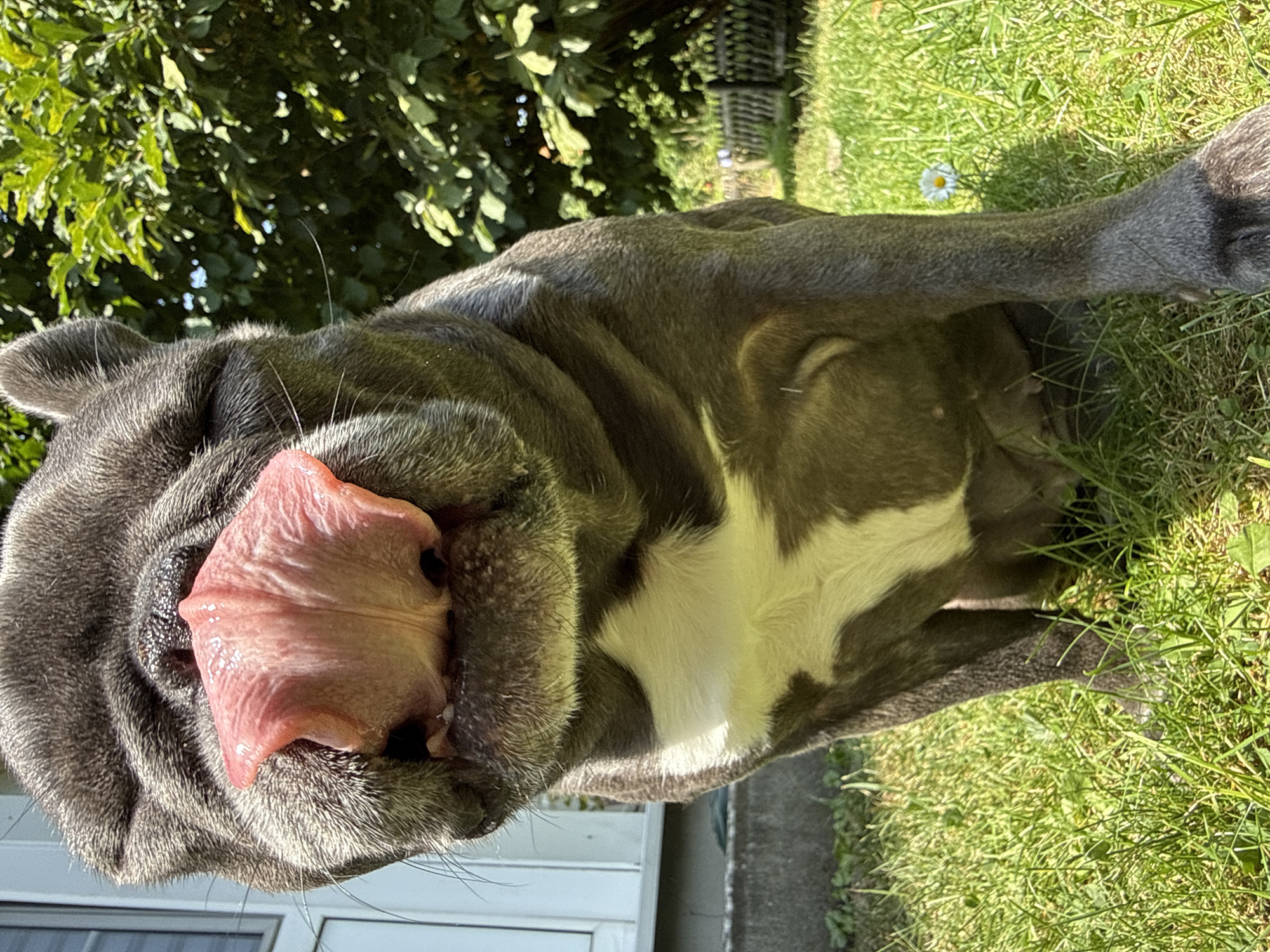 A close-up, low-angle, eye-level shot captures a grey French bulldog with its eyes closed and tongue extended, showing a pink tongue covered in saliva, in what appears to be a backyard in Bad Sachsa, Germany. The dog is sitting on a patch of green grass, with its white chest fur visible. Behind the dog, a white-paneled building and lush green foliage are visible. Sunlight illuminates the scene.