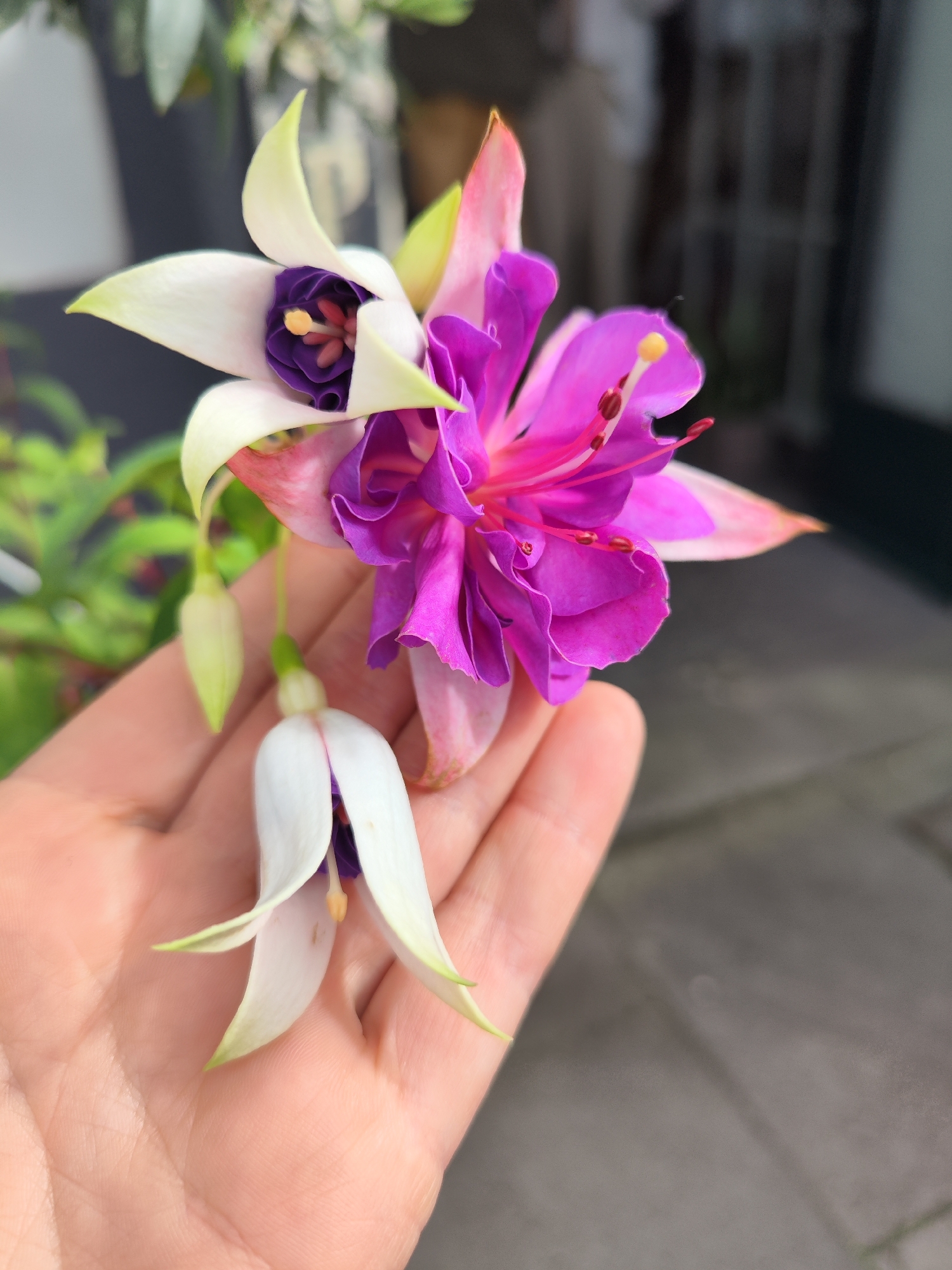 A close-up photograph depicts a human palm holding three fuchsia flowers. Two are closed buds with white sepals tinged with green at the tips, and a dark purple corolla peeking through. The third is a fully opened fuchsia blossom, predominantly purple and pink. The background shows out-of-focus greenery and a gray wall or pavement. The location is Ribeira Grande, Portugal.