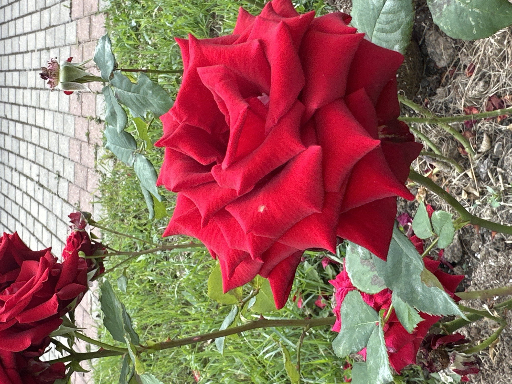 An outdoor, close-up, eye-level shot captures a vibrant red rose in full bloom, positioned centrally in the foreground. The rose's petals are unfurled, revealing their velvety texture and deep red hue, with a small speck of lighter color visible near the center. To the left and behind the main rose, other red roses and buds are partially visible. The rose bush features dark green leaves, some of which show slight discoloration or damage, and thorny stems. The background consists of lush green grass and a paved walkway made of light-colored square bricks. The scene appears to be in a garden or park setting. The image is well-lit, with natural daylight illuminating the subject. No people or animals are present.