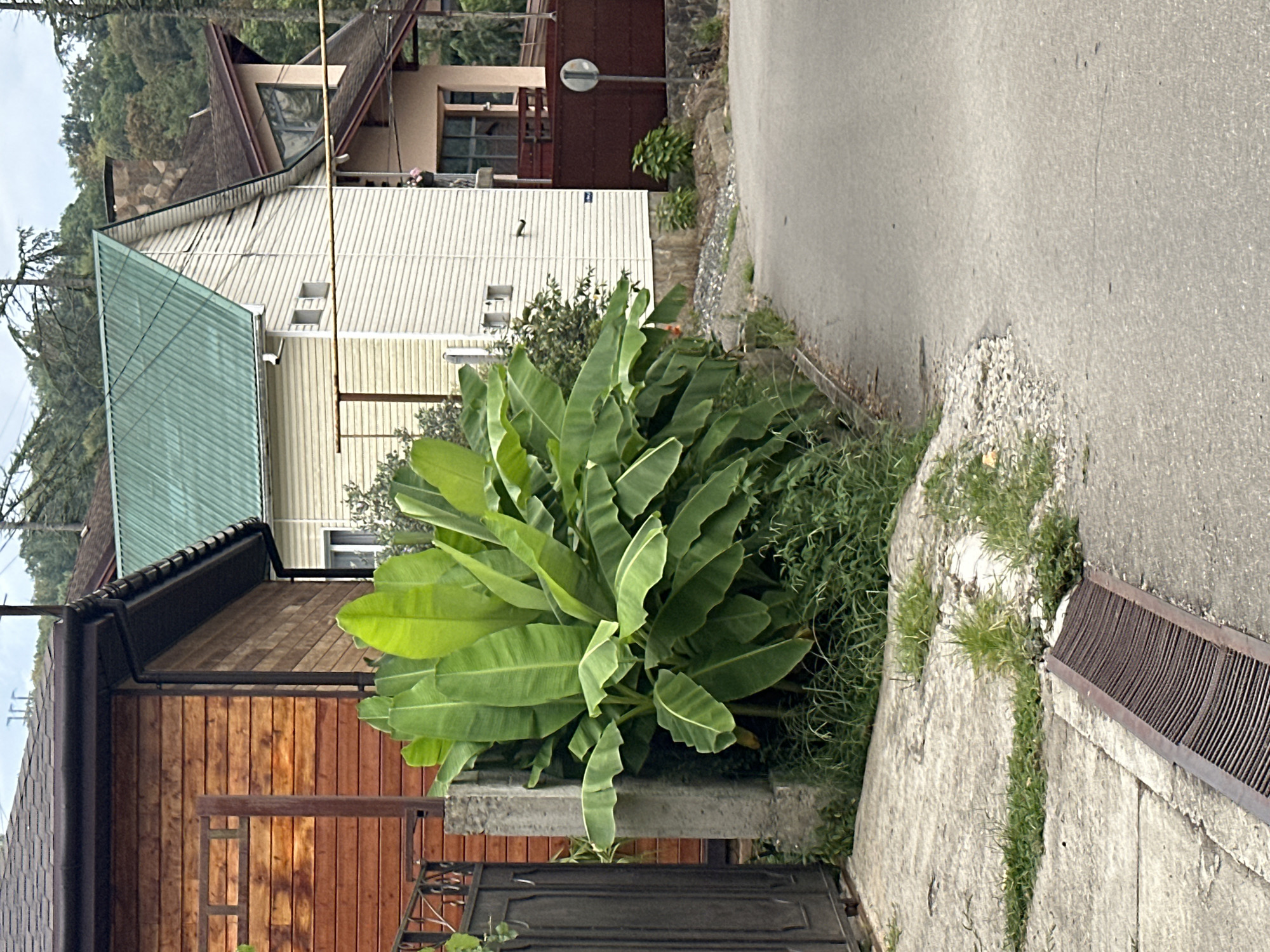 The image depicts a street scene in Sochi, Russia, with a focus on a lush banana plant situated between a wooden building and a lighter colored, multi-story house. The wooden building on the left has horizontal planks and a dark gutter. Adjacent to it, a concrete pillar supports a section of the fence. The banana plant, with its large, green leaves, is a prominent feature in the foreground. Behind the banana plant, the lighter colored house has a green metal roof and a brown tiled roof on a section that extends further back. There are windows visible on both houses, and a brown metal fence borders the property on the right side of the image. The street itself is paved, with a drainage grate visible in the lower left corner. The background consists of a dense hillside covered with trees. The sky is overcast. No people are present in the image.