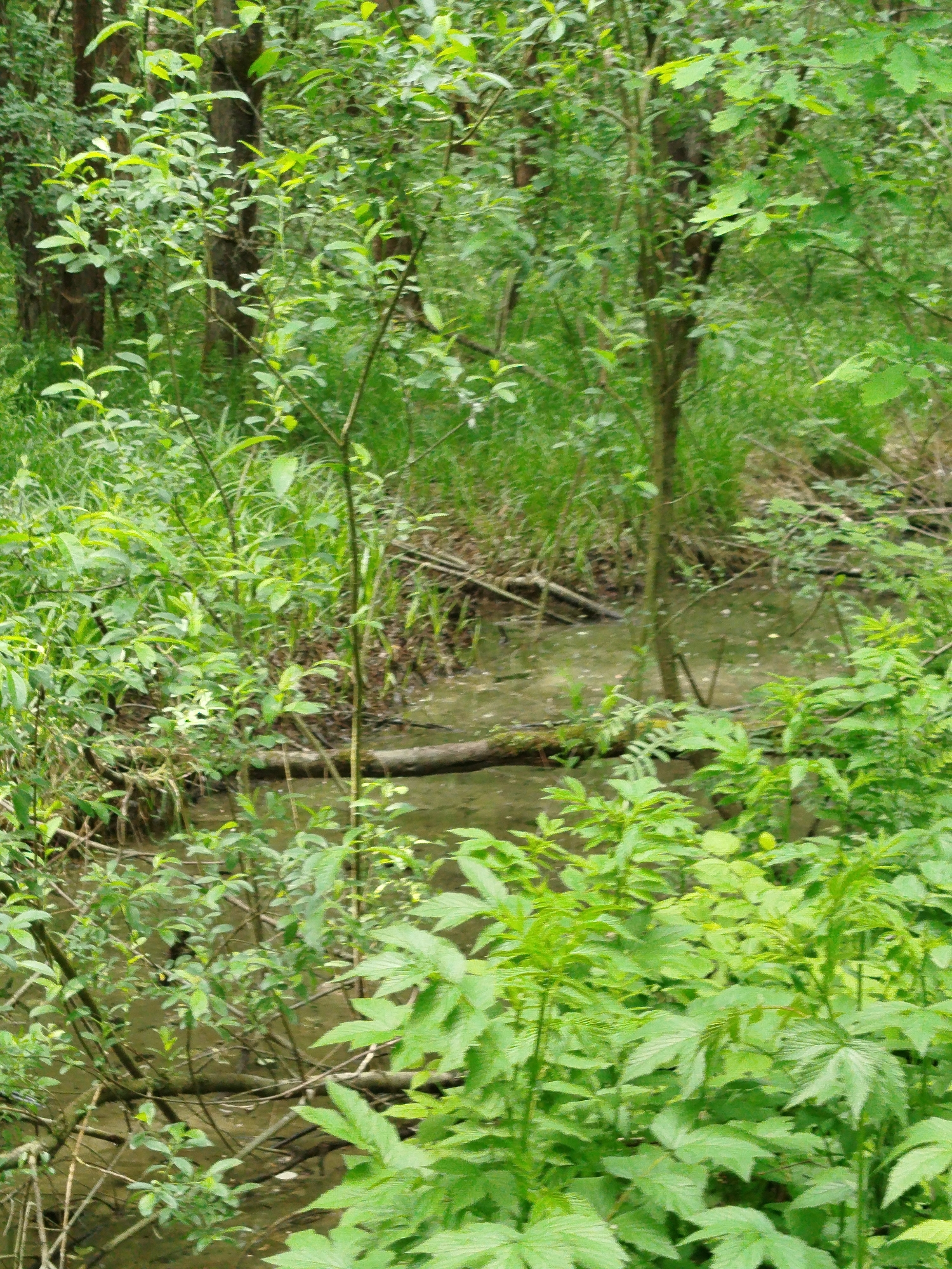 The image depicts a densely vegetated area, likely a forest or woodland setting, with a small body of water, possibly a stream or a pond, visible in the midground. The foreground is dominated by lush green foliage, including various plants and shrubs. There are tree trunks and branches visible among the vegetation. The water appears murky and shallow, with submerged logs and debris. The location is Боровково, Russia. There are no people visible in the image.