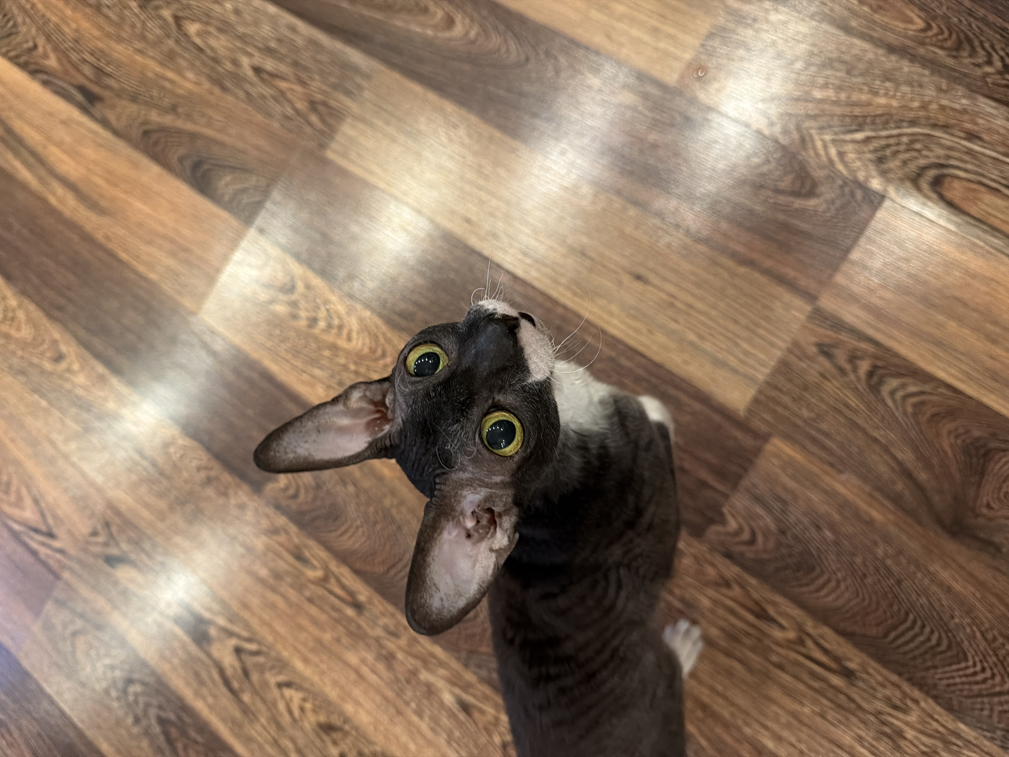 A dark-colored Cornish Rex cat with large, yellow-green eyes and prominent ears is looking upwards, positioned on a wooden floor. The cat has a slender build and appears to be mostly dark gray with some white fur on its chest and paws. The floor has a wood-grain pattern, with planks running diagonally across the frame. Sunlight or artificial light creates reflections and shadows on the floor. There are no people or other animals visible in the image. The scene is indoors, with no indications of a specific location in Yekaterinburg, Russia.
