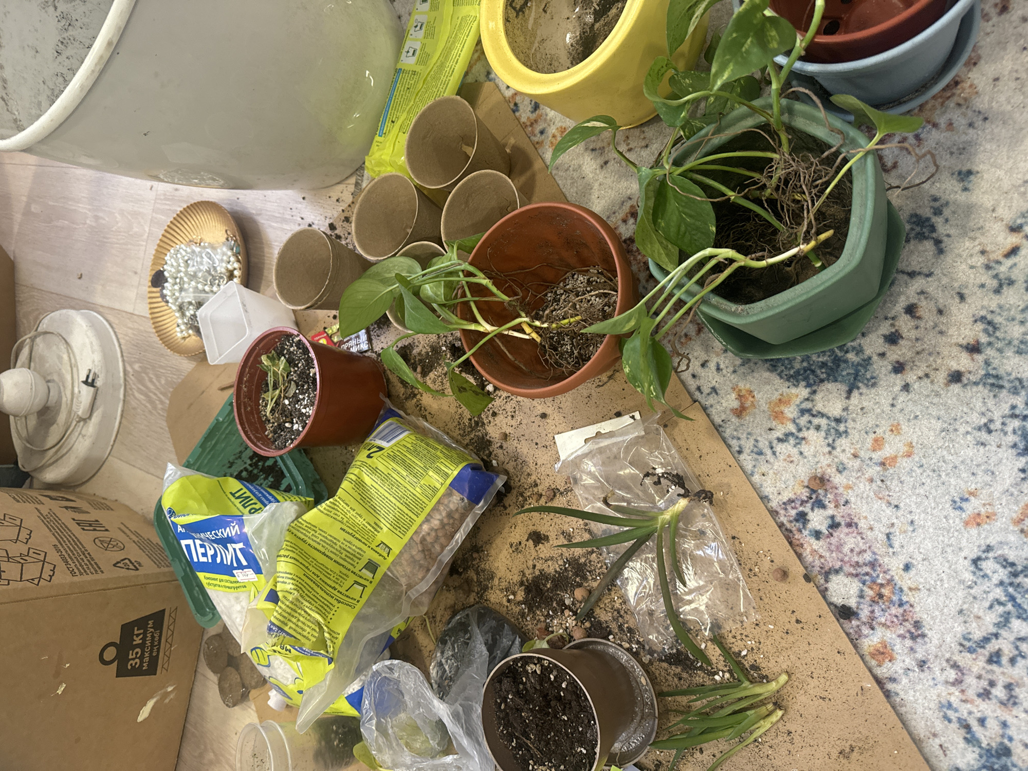 The image shows a collection of items related to gardening and houseplants, scattered on what appears to be a piece of cardboard. There are several potted plants, some of which appear to be Devil's Ivy (Pothos), with roots visible. There are also empty terracotta pots, seedling starter pots, and bags of gardening materials such as perlite and expanded clay aggregate. A bag of expanded clay aggregate, in yellow packaging with blue accents is labeled in Russian as "керамзит", typically used as drainage in pots. The package also includes an indication that the brand is from the city of Krasnoyarsk, Russia. There are scattered soil, plant cuttings, and other gardening debris around the items. A golden decorative dish is present on the left, filled with white beads. In the upper left corner, there's a large bucket and part of a household fan, indicating the scene is likely indoors, perhaps on a floor. The background shows a carpet with a multicolored pattern.