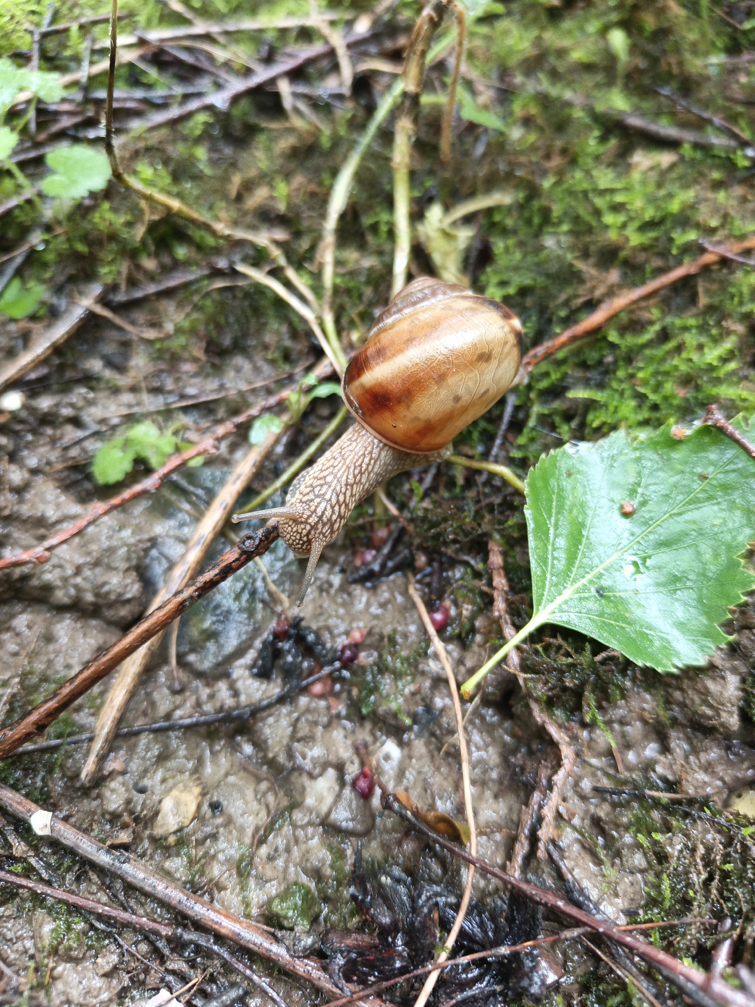 The image depicts a snail crawling on a muddy forest floor in Goryachiy Klyuch, Russia. The snail has a brown and tan shell. It is crawling on a small twig. The background consists of moss, leaves (including a green leaf with a serrated edge), and other small twigs scattered across the wet ground. Some small black and red berries are also visible near the twig the snail is crawling on.