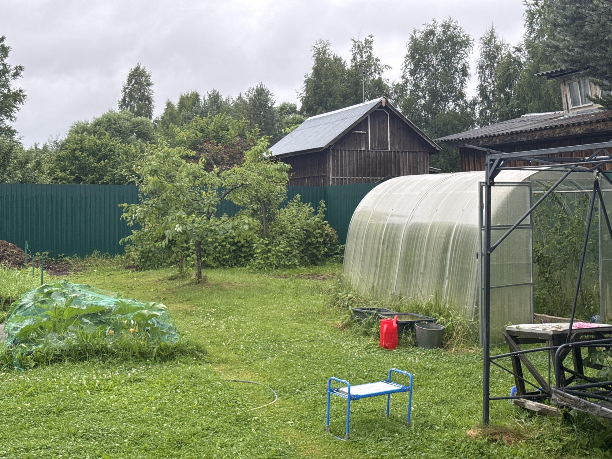 The image depicts a cluttered backyard scene in the city of Krasnoe, Russia, under an overcast sky. A green metal fence runs along the left side of the frame, behind which a pile of dark organic matter is visible. In the center of the yard, a large patch of plants is covered by a green net, suggesting protection from pests or wildlife. To the right of this netted area is a large, arched greenhouse with a translucent plastic covering. Adjacent to the greenhouse are several black buckets and a red watering can. In the foreground, a small blue and white garden stool sits on the grassy lawn, which is dotted with small white flowers. A yellow garden hose lies coiled on the grass. In the background, a wooden structure resembling a barn or shed with a corrugated metal roof stands partially obscured by trees. Another building with a similar roof and a visible window is to the right of the shed. The overall impression is one of a lived-in, functional, but somewhat untidy garden space.