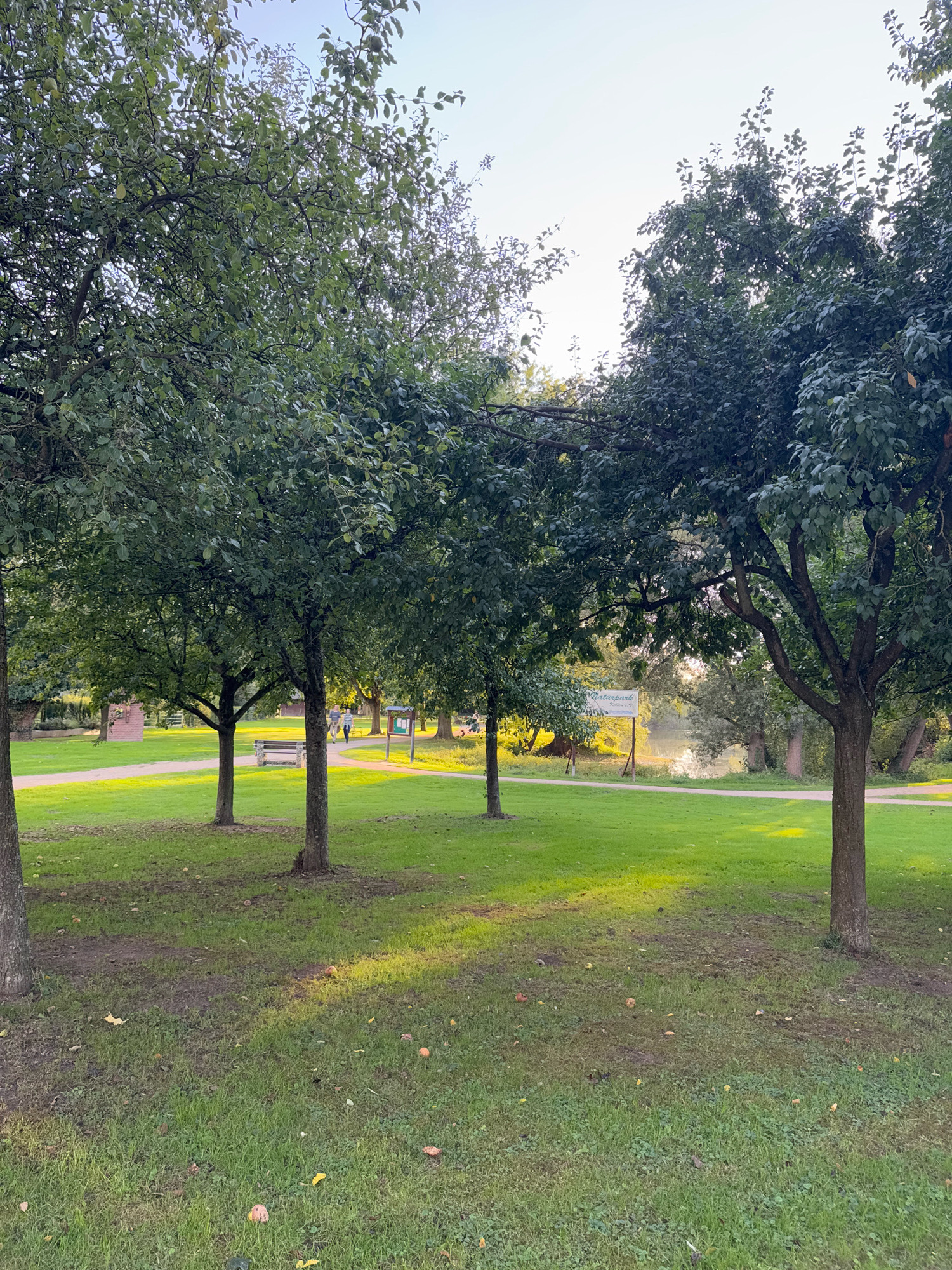 The image depicts an outdoor park scene bathed in the golden light of late afternoon. Several mature trees with dense green foliage dominate the foreground, casting long shadows across a well-maintained lawn. The grass appears somewhat uneven in patches, with some fallen leaves and fruit scattered on the ground. A paved pathway winds through the park, leading towards a bench visible in the middle ground. In the distance, two individuals are walking along the path, one wearing a striped shirt. Further back, a sign is posted, partially obscured by trees, with some text visible, possibly indicating a nature park ("Naturpark"). Beyond the path and trees, a body of water, likely a river or lake, is visible, reflecting the sunlight. The sky is clear and bright, suggesting pleasant weather. The overall atmosphere is tranquil and serene. The scene is likely located within the city of Cleves, Germany, given the context provided.