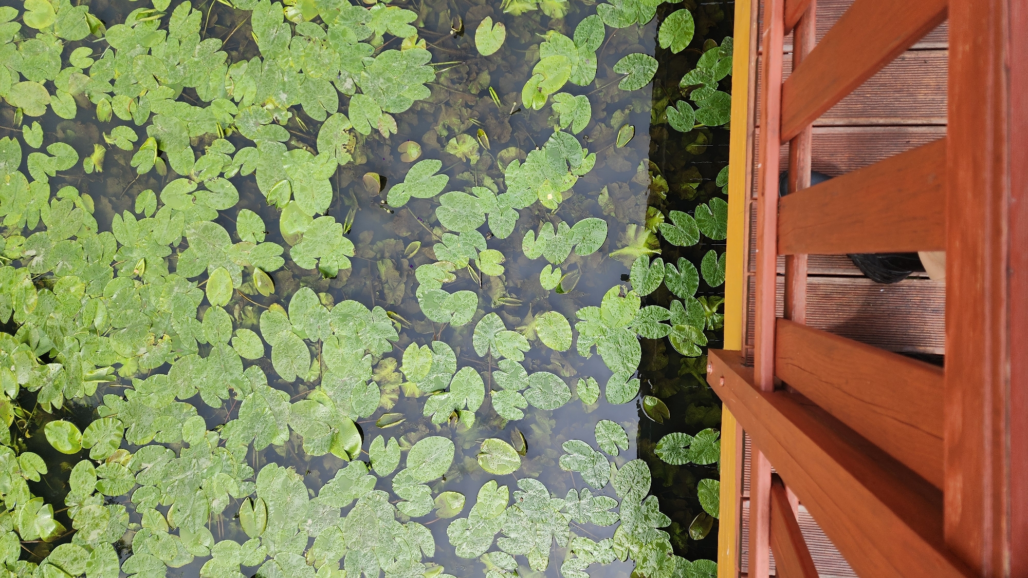 The image shows an aerial view of a pond covered with lily pads next to a wooden deck. The pond contains numerous green lily pads floating on the dark water. Adjacent to the pond is a wooden deck with a red railing. The deck's planks are visible. A small portion of a foot in a black shoe is visible on the deck. It is not possible to definitively identify the location as Moscow, Russia from the provided image.