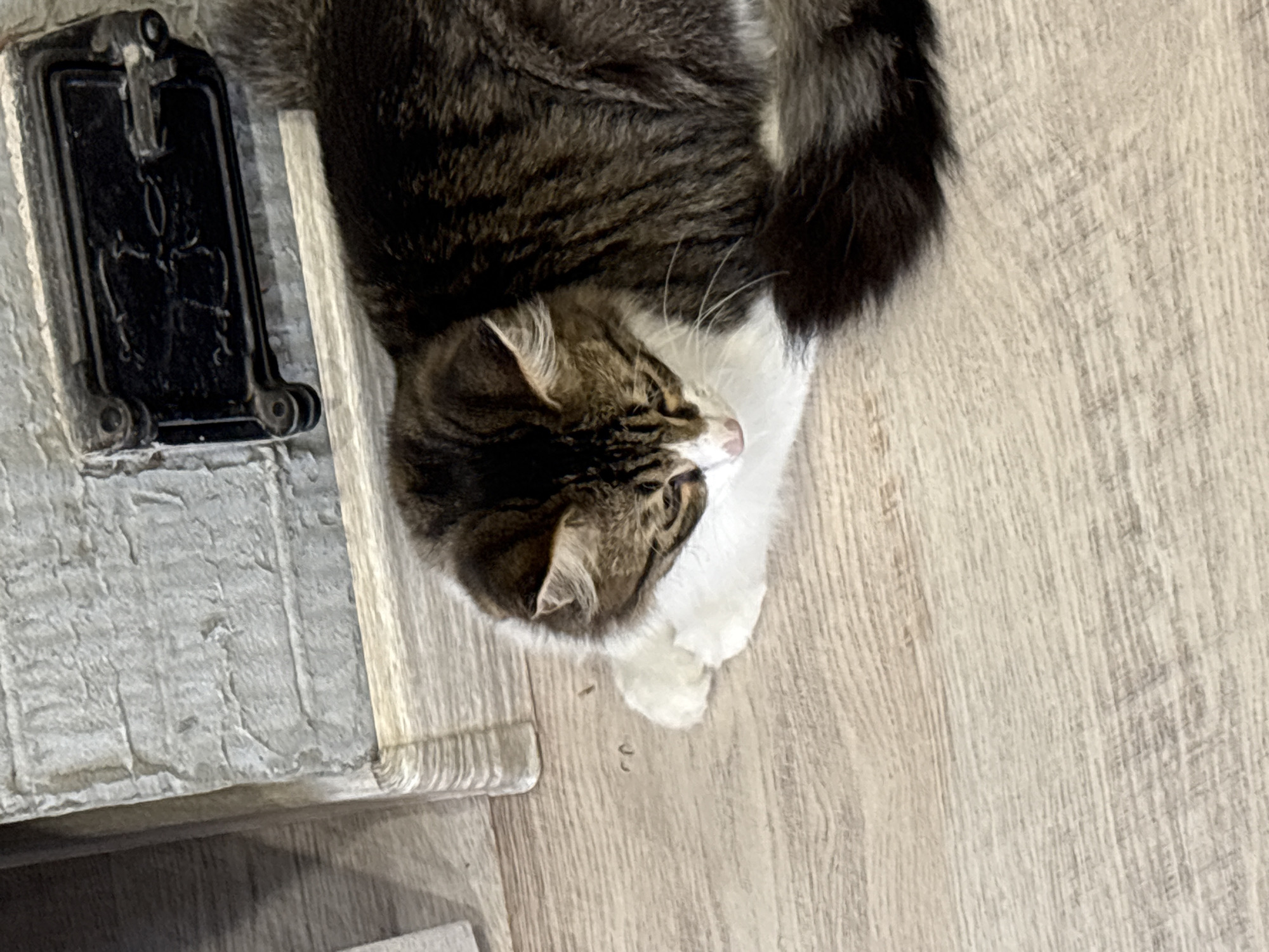 A cat lies on a light-colored wooden floor next to what appears to be a faux stone fireplace with a small, dark-colored metal door or access panel. The cat is brown and white, with its head resting on its white fur. The location is potentially in Zheleznodorozhny, Russia, based on the user's prompt.
