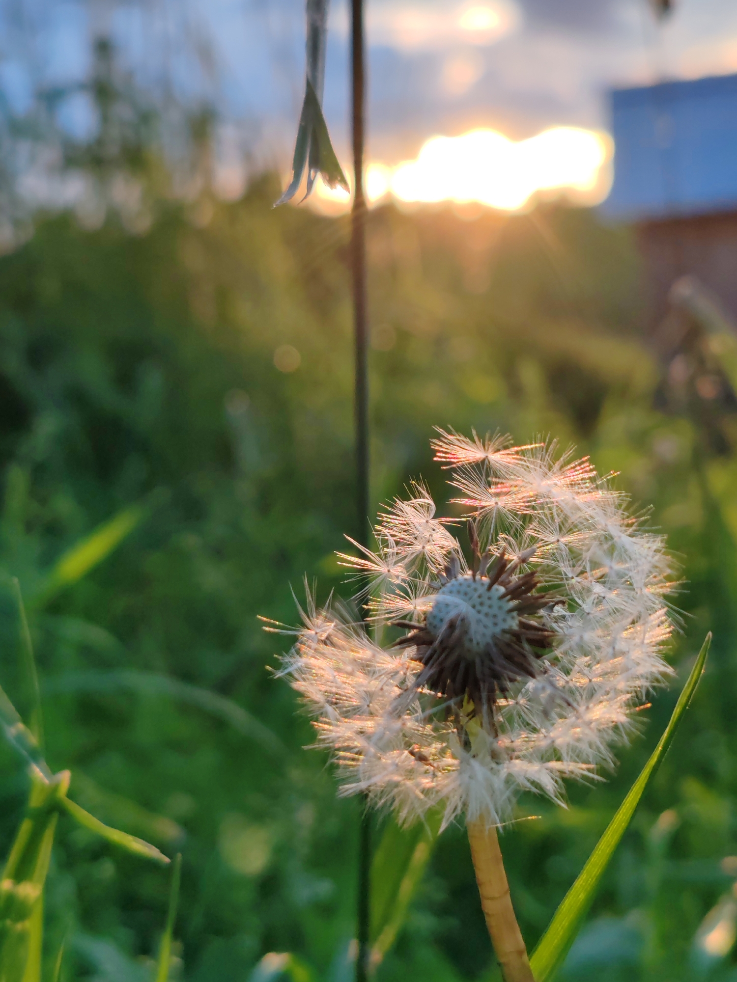 The image shows a close-up of a dandelion seed head in focus, with a blurred background of greenery and a setting sun. The dandelion is white and fluffy, with some of its seeds already detached. The sun is low in the sky, casting a warm, golden light that illuminates the dandelion and creates lens flares. In the far background, a blurry blue structure is visible, possibly a building. The overall scene suggests an outdoor setting in a natural environment. The location is identified as Чухлэм, Russia.