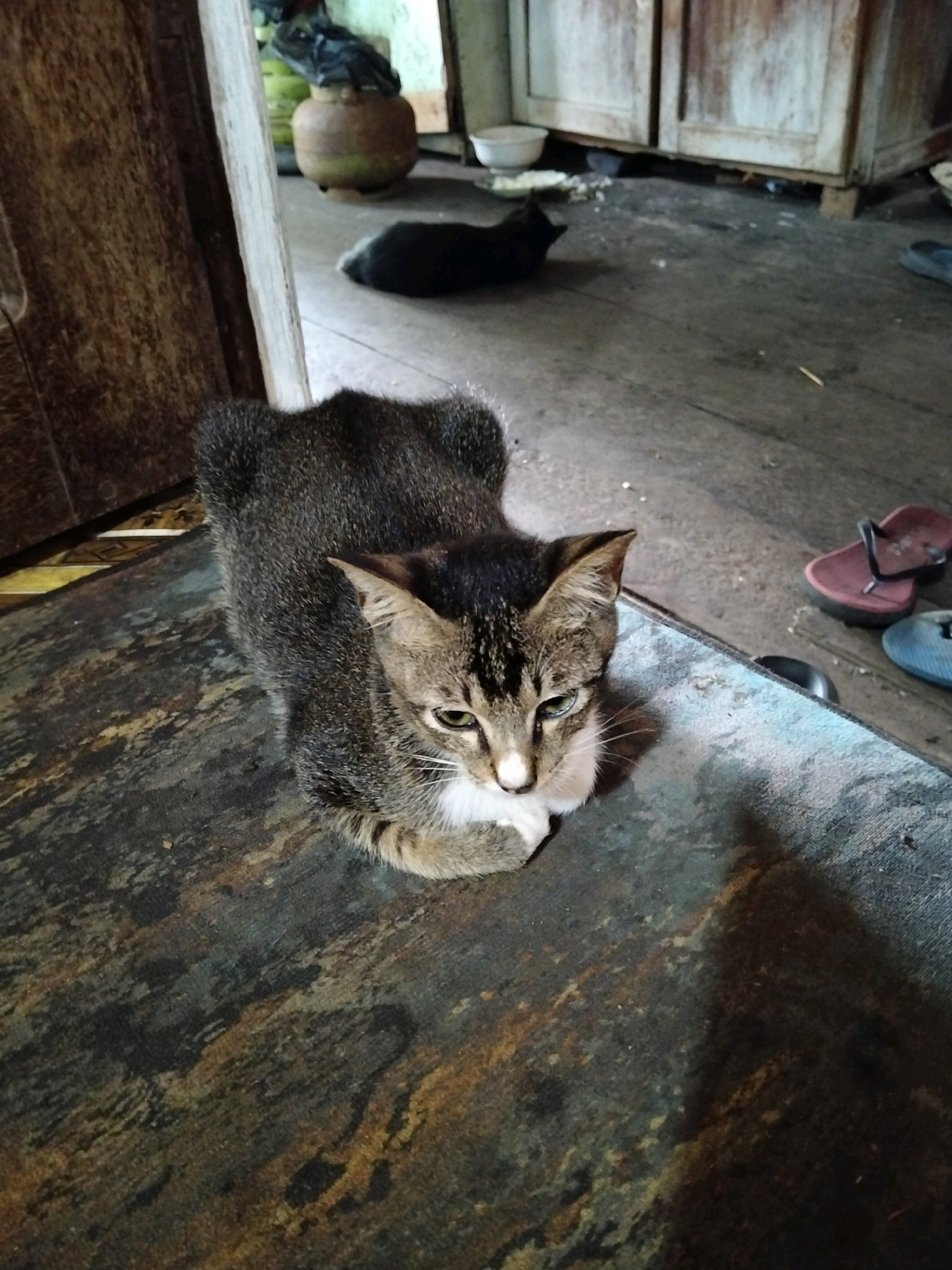 A tabby cat with green eyes and white chest fur is lying on a textured, dark surface in an indoor setting. The cat is facing the camera and appears to be resting. In the background, a black cat is lying on a wooden floor. Other objects visible in the scene include a large clay pot with a lid, a wooden cabinet, and a pair of red and blue flip-flops. The environment appears to be a rustic interior, possibly a home or a storage area, with a worn wooden floor and dimly lit surroundings. The location is described as being in the city of Teluk Pambang, Indonesia.