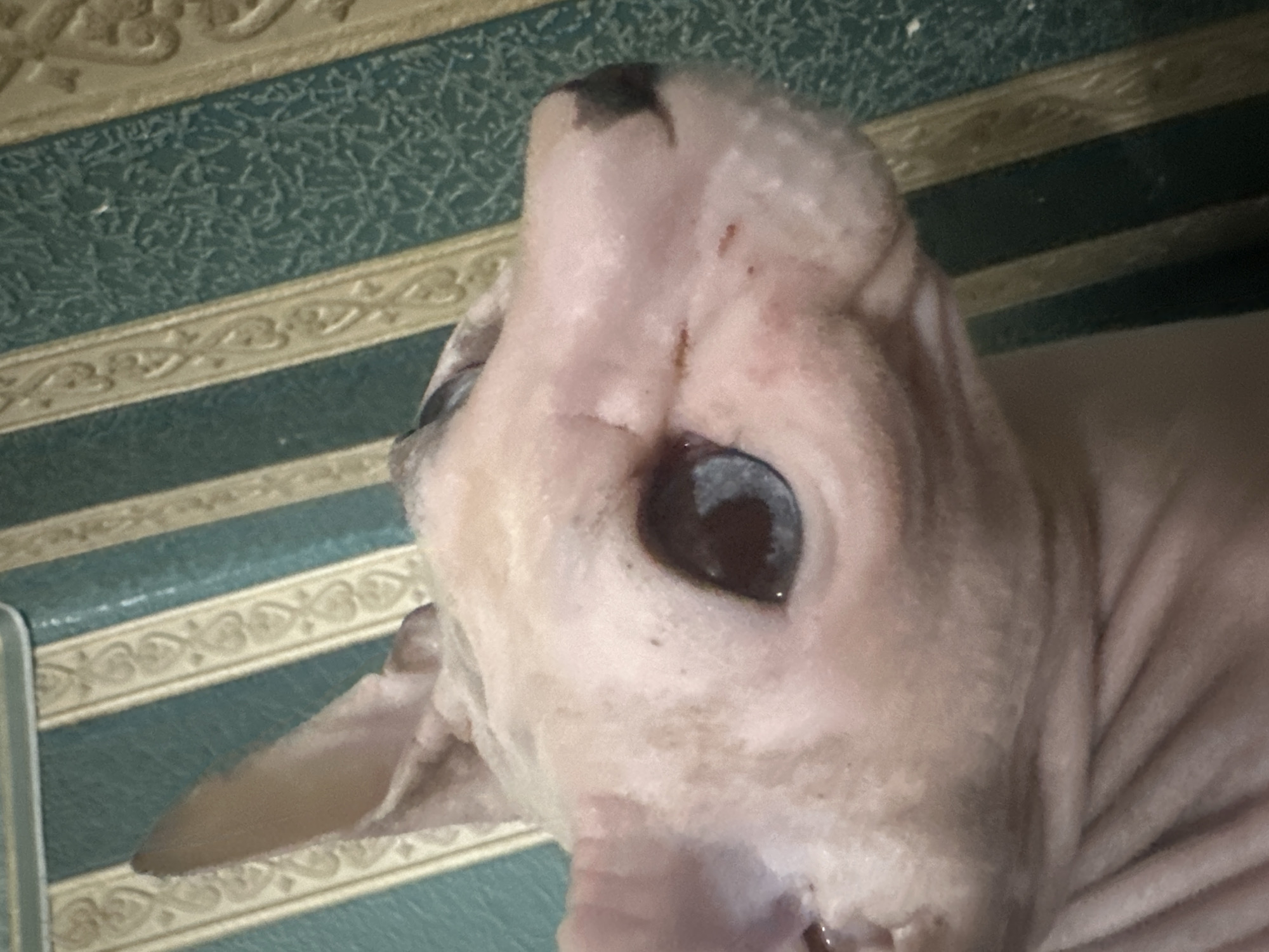 The media file is a close-up, top-down shot of a hairless cat, likely a Sphynx, lying on a surface that appears to be striped wallpaper or fabric. The background has alternating bands of dark teal and cream with an ornamental pattern on the cream bands. The cat's skin is a light pinkish-tan with some darker spots and wrinkles, particularly around its face. Its large, dark eye is prominent, and the cat's ears are visible and triangular. There is no discernible activity taking place; the cat appears to be resting or posing for the photo. No text is visible in the image. The lighting suggests it could be daytime indoors. The location context provided is Togliatti, Russia.