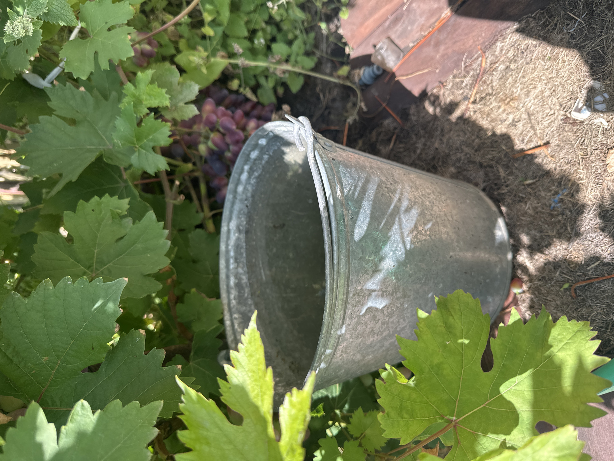 A medium shot captures a galvanized metal bucket filled with water, nestled amongst lush green grape leaves and a cluster of ripening purple grapes. The bucket, showing signs of wear and tear, has a wire handle attached to its sides. Sunlight dapples through the leaves, casting shadows on the ground, which is covered in dry straw and debris. A portion of a wooden structure and some gardening tools are visible in the background. The scene is set outdoors in what appears to be a garden or vineyard.