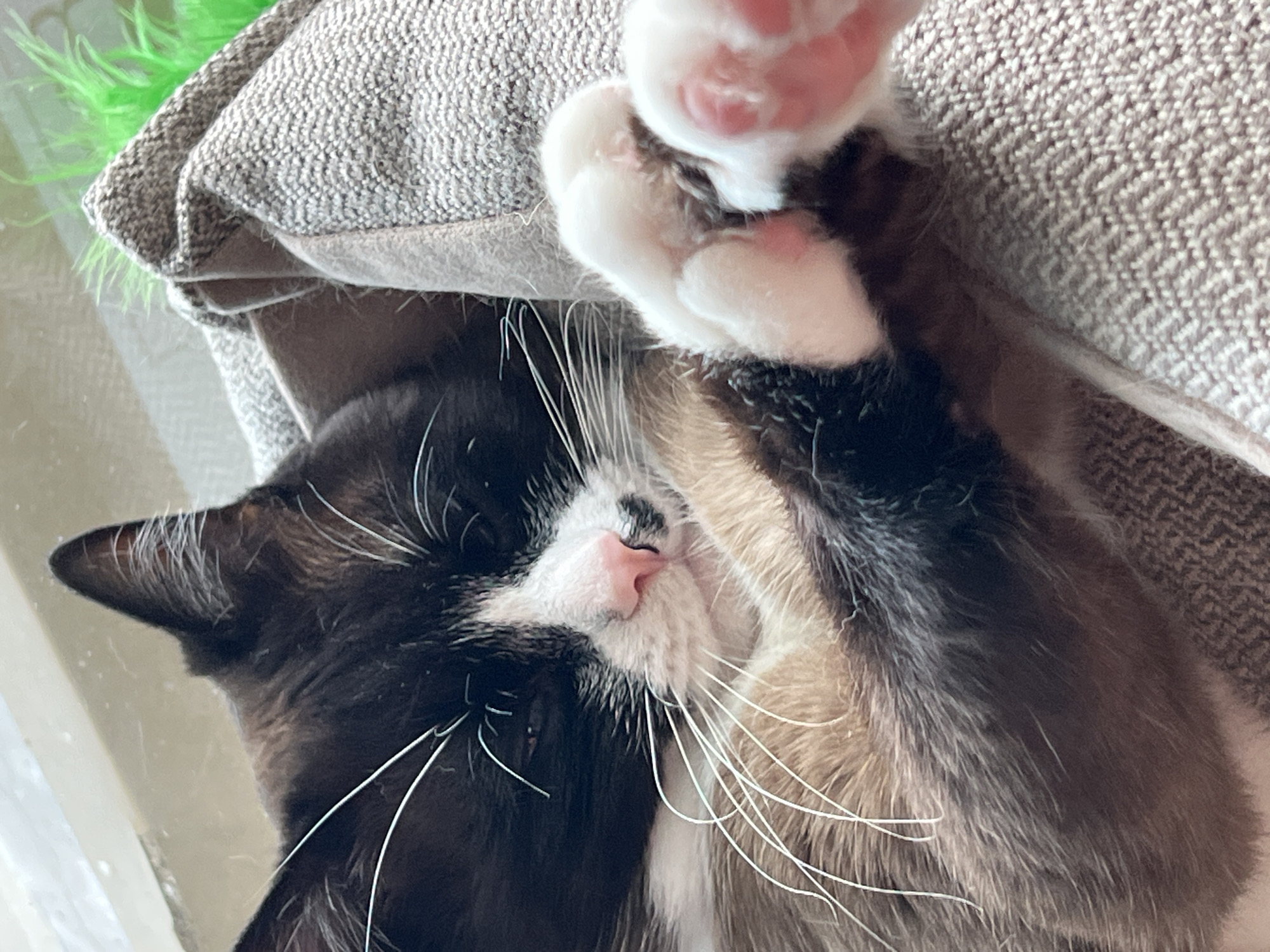 A close-up, indoor shot features a black and white cat sleeping soundly on a gray cushion. The cat is lying on its side with its paws curled up towards its face, which is nestled against the cushion. The paws are white with pink paw pads. The cat's fur is primarily black with white markings on its face and chest. Its eyes are closed, and its pink nose is visible. Long white whiskers sprout from its face. The cushion is made of a textured gray fabric. A green, feathery object is visible in the upper left corner, near the cushion. The lighting is soft and diffused. The location is not evident from this image.