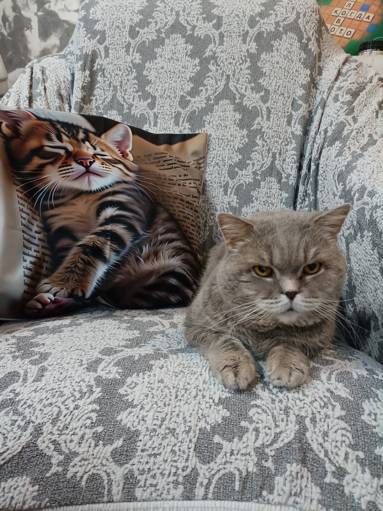 A British Shorthair cat sits on a gray and white patterned armchair next to a pillow with a printed image of a tabby cat. The armchair is textured with a damask-like pattern. In the background, a board game with Cyrillic letters is visible, possibly Scrabble or a similar word game. The environment suggests an indoor domestic setting, likely a living room. The overall impression is one of domestic comfort, with the real cat appearing somewhat unimpressed by its printed counterpart. The location is specified as Bataysk, Russia.