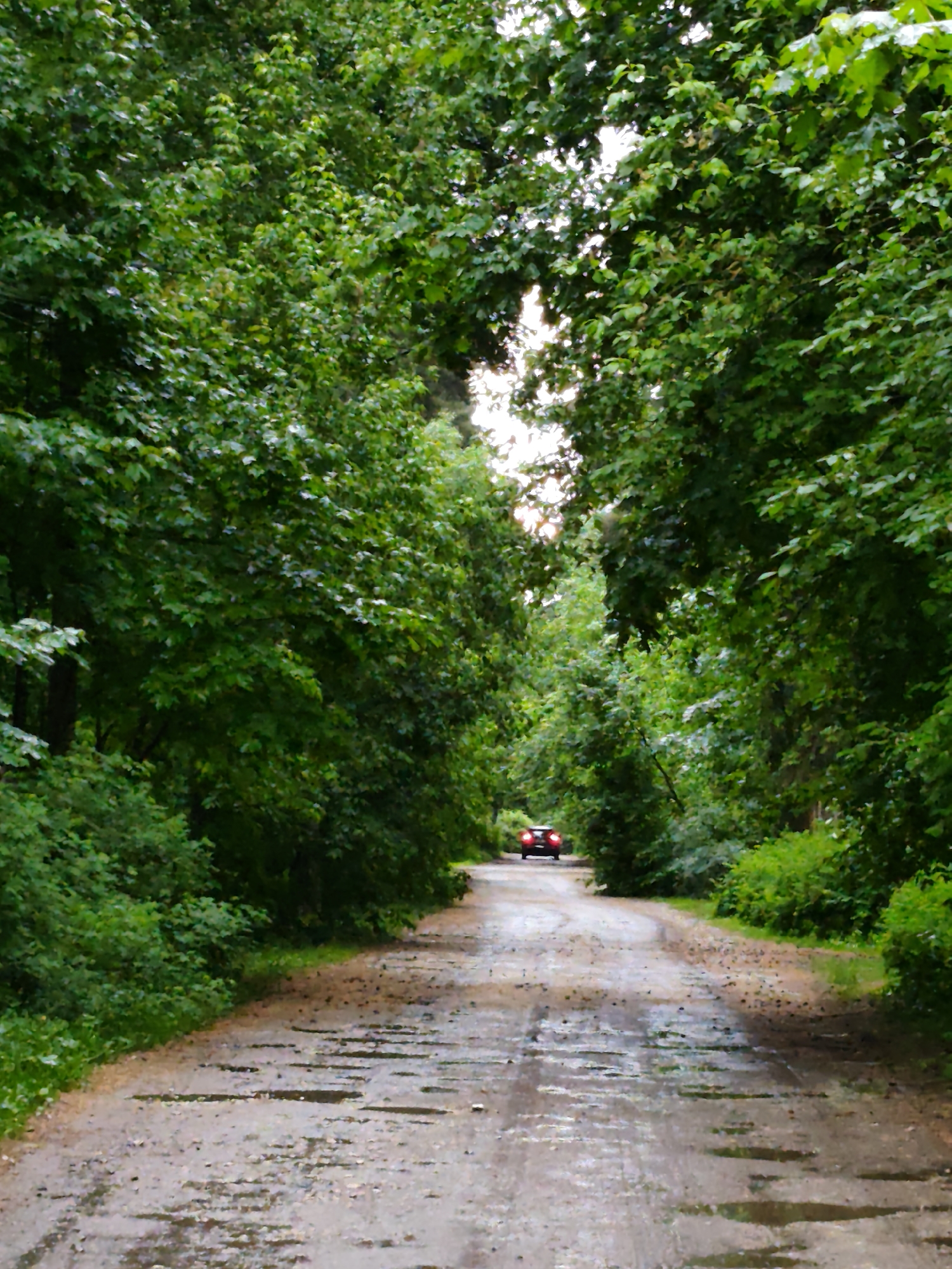 The image depicts a wet, unpaved road leading through a dense forest canopy, presumably in the Kratovo, Russia area. Light peeks through the trees in the distance. A red car is visible further down the road, moving away from the viewer. The road's surface shows puddles and scattered debris, suggesting recent rainfall. The lush greenery on either side of the road forms a natural tunnel.