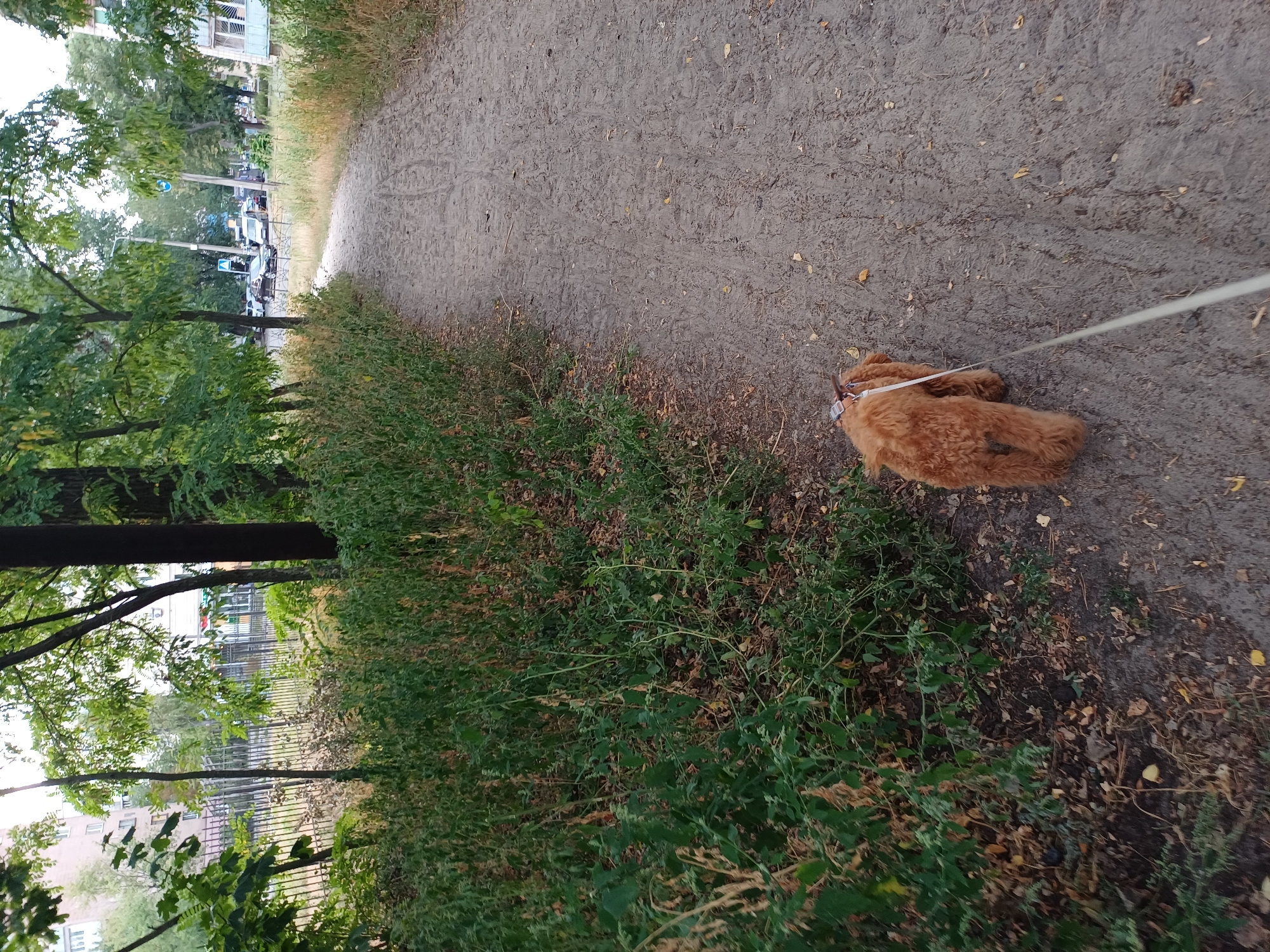 The image shows a dirt path in a park or green space in Kyiv, Ukraine. A small, fluffy, reddish-brown dog is walking on the path, being led by a light-colored leash. The dog is facing away from the camera. The path is flanked by dense green vegetation on the left and a more sparse line of trees and grass on the right. In the background, beyond the trees, are buildings, cars, and a street, suggesting an urban environment. The lighting suggests it is daytime, possibly overcast.