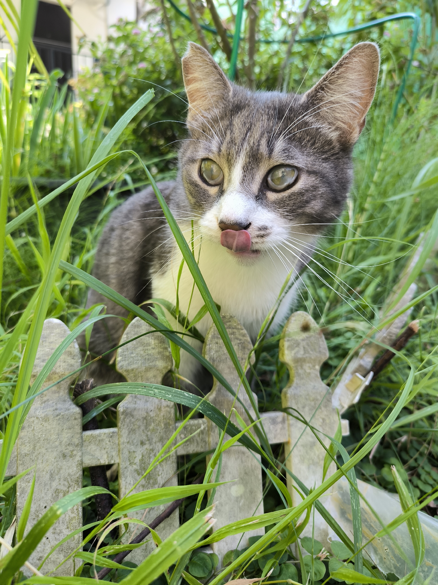 A close-up, eye-level, outdoor, medium shot shows a grey and white tabby cat with green eyes peeking through tall green grass and a weathered, light-colored picket fence. The cat's pink tongue is extended, licking its nose. The background is blurred, revealing more greenery and a hint of a building and sky. This scene is set in a garden in Sochi, Russia.