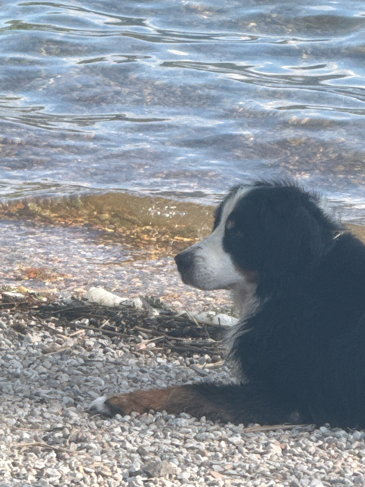 A Bernese Mountain Dog is resting on a pebble beach next to a body of water. The dog, predominantly black with white and tan markings on its face, is lying on its side, facing left. Its fur appears thick and shaggy. The beach is covered in small, light-colored pebbles and some scattered twigs and debris. The water in the background has a choppy surface with ripples reflecting the sunlight. The scene is set outdoors, likely on the shore of a lake or river, given the water's appearance and the pebble composition of the beach. The location is not specified in the image itself, but if this is in Pergine Valsugana, Italy, it would be near Lake Caldonazzo or Lake Levico, known for their pebble shores and recreational activities.